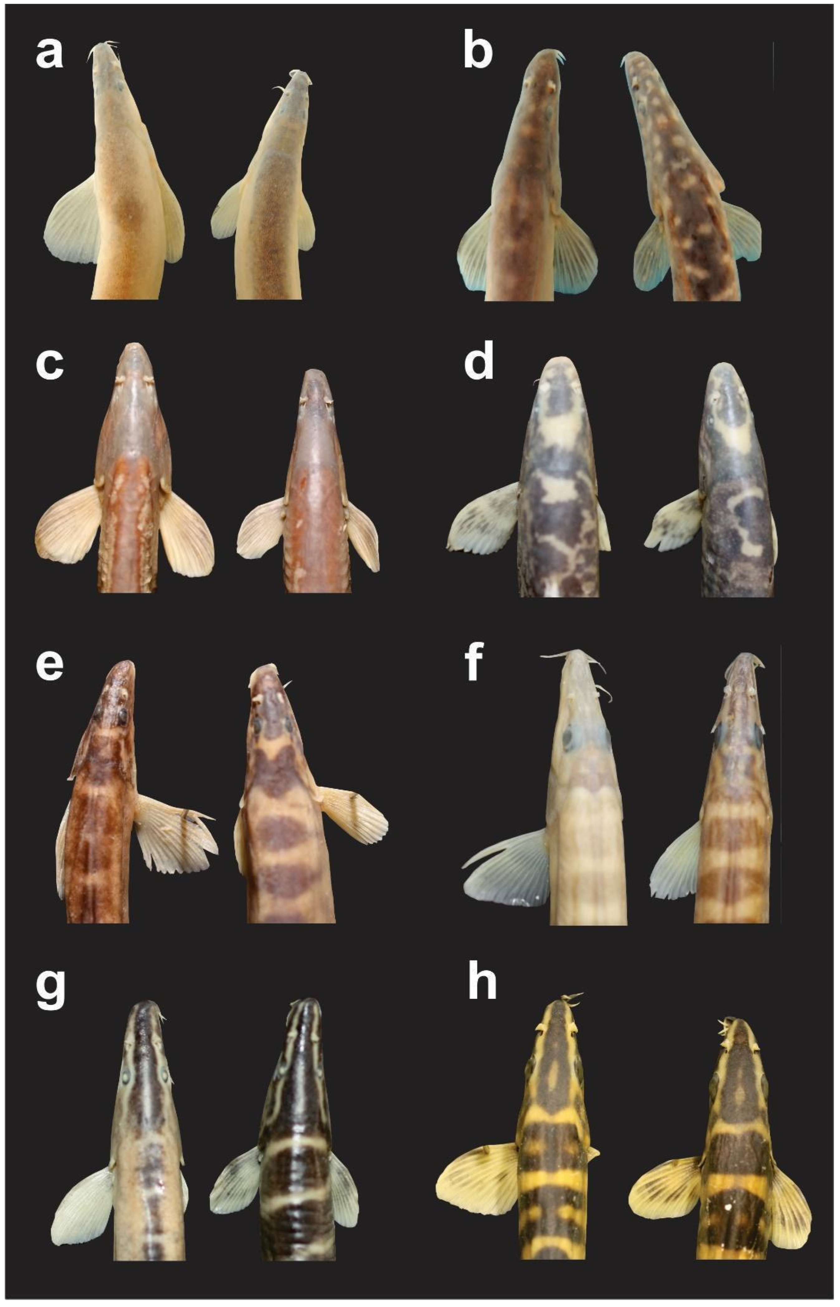 Fishes 10 00648 g002