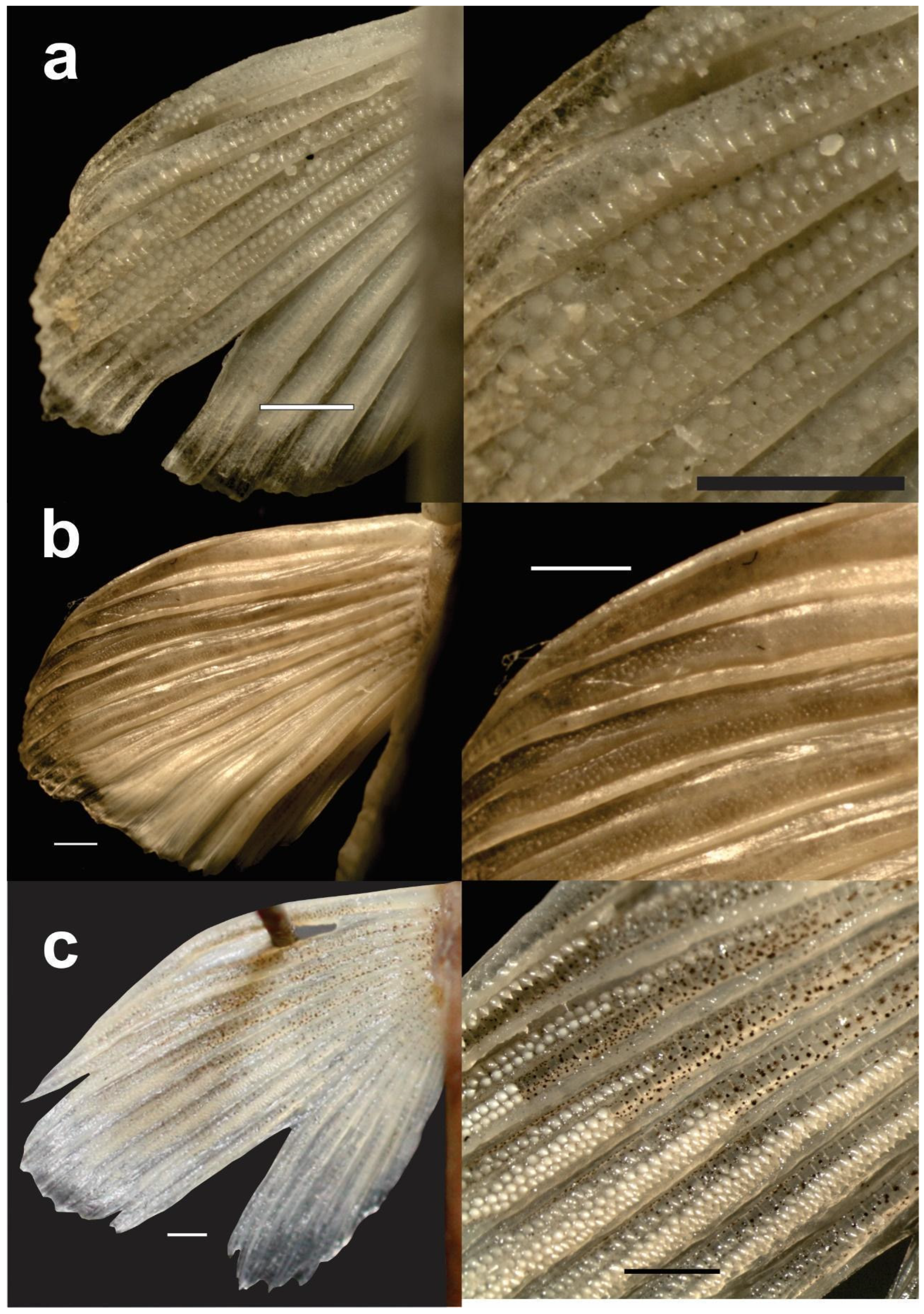 Fishes 10 00648 g004