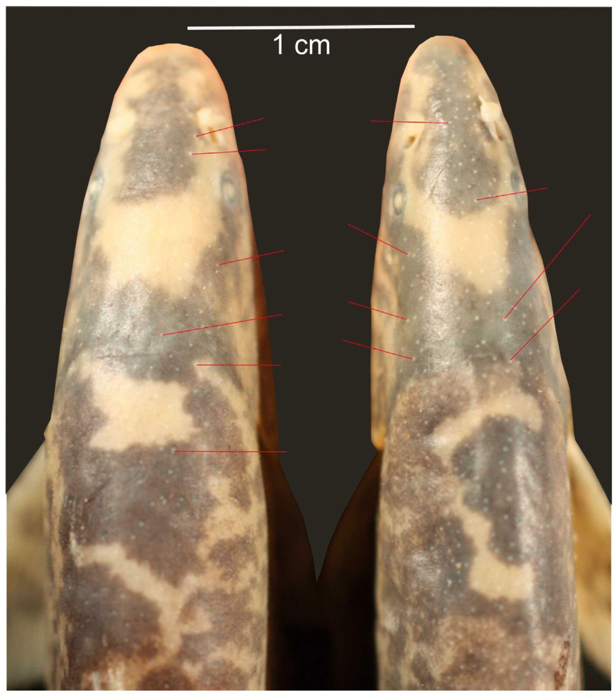 Fishes 10 00648 g005