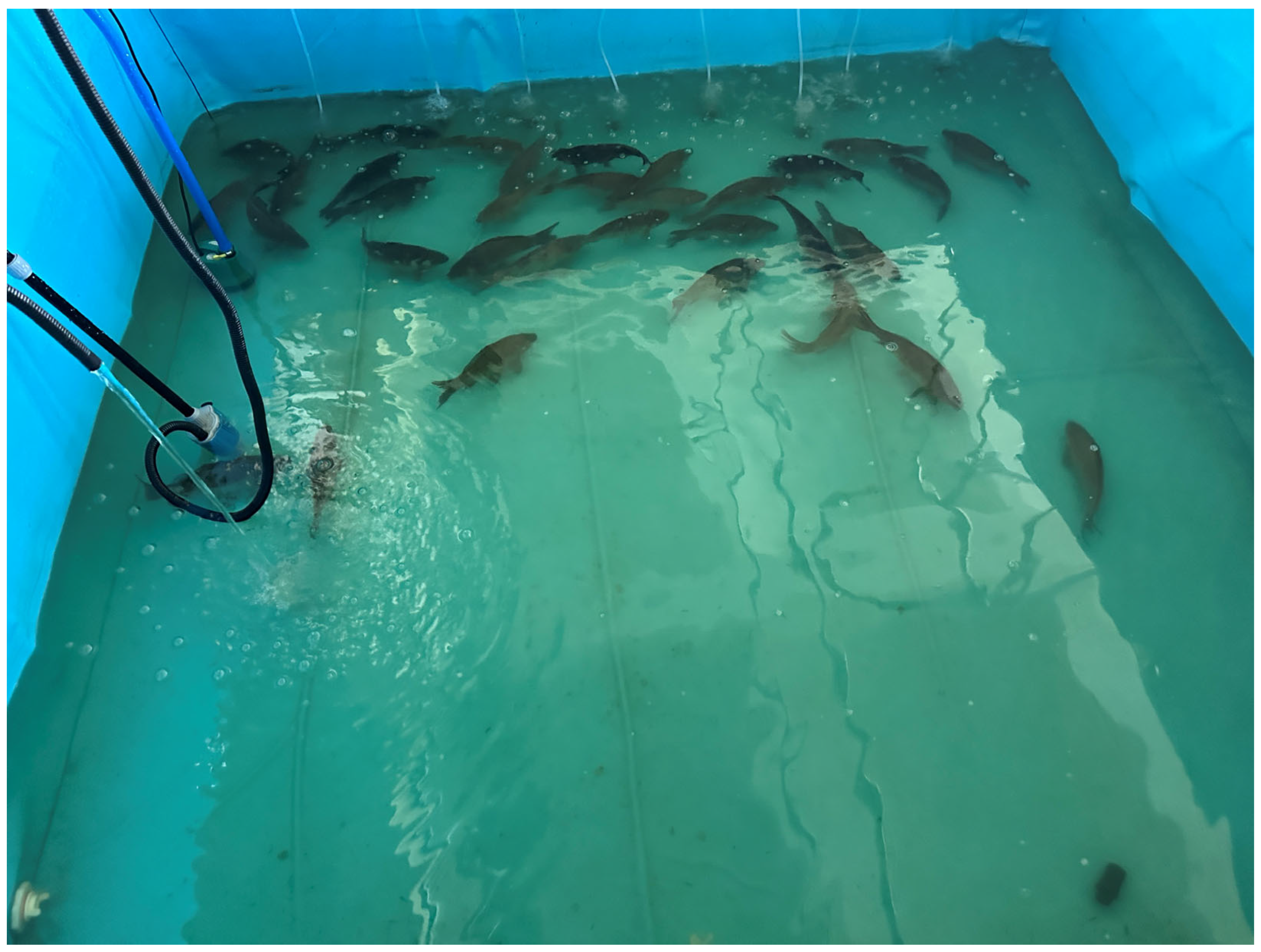 Fishes 11 00021 g001