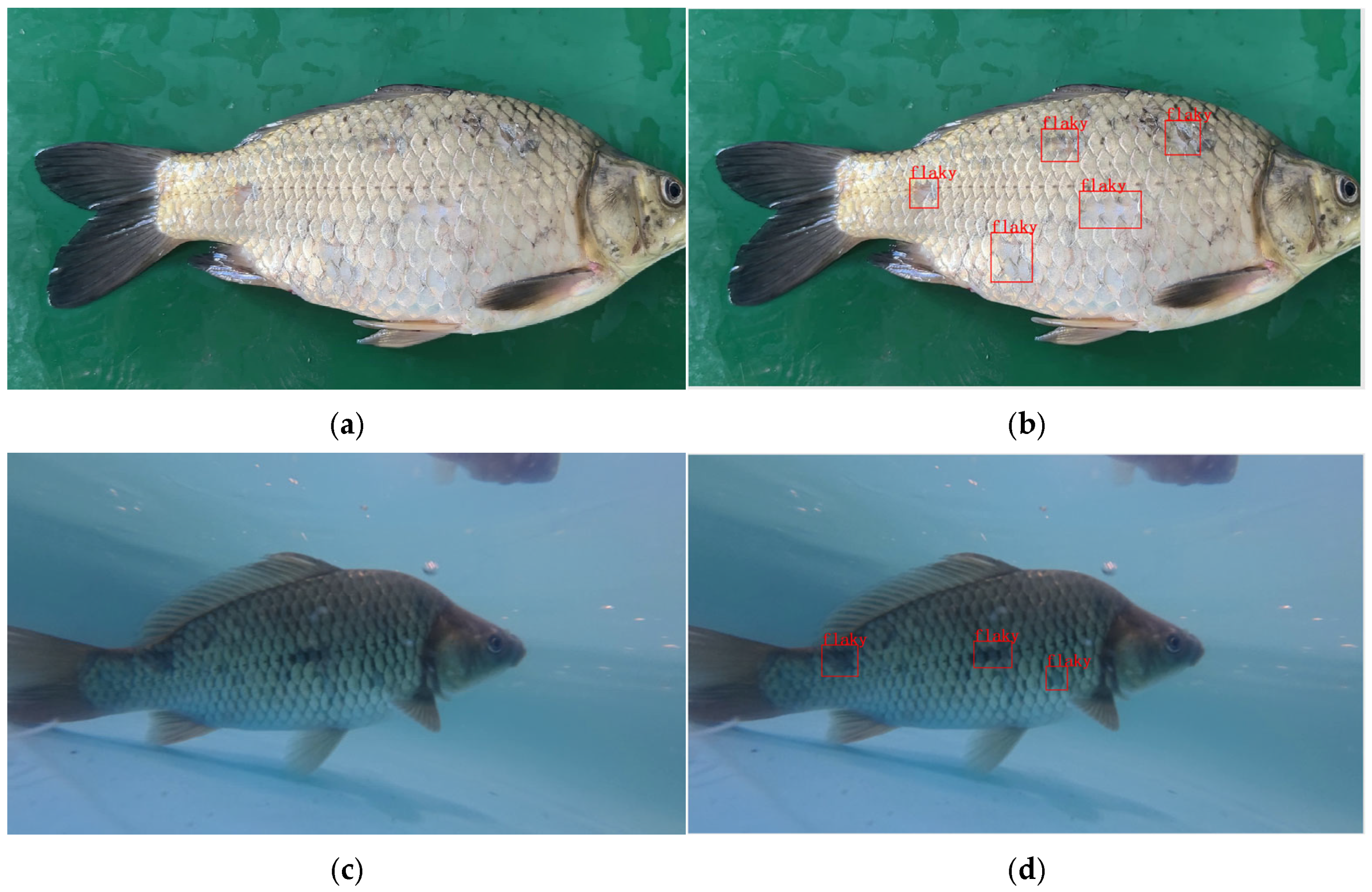 Fishes 11 00021 g002
