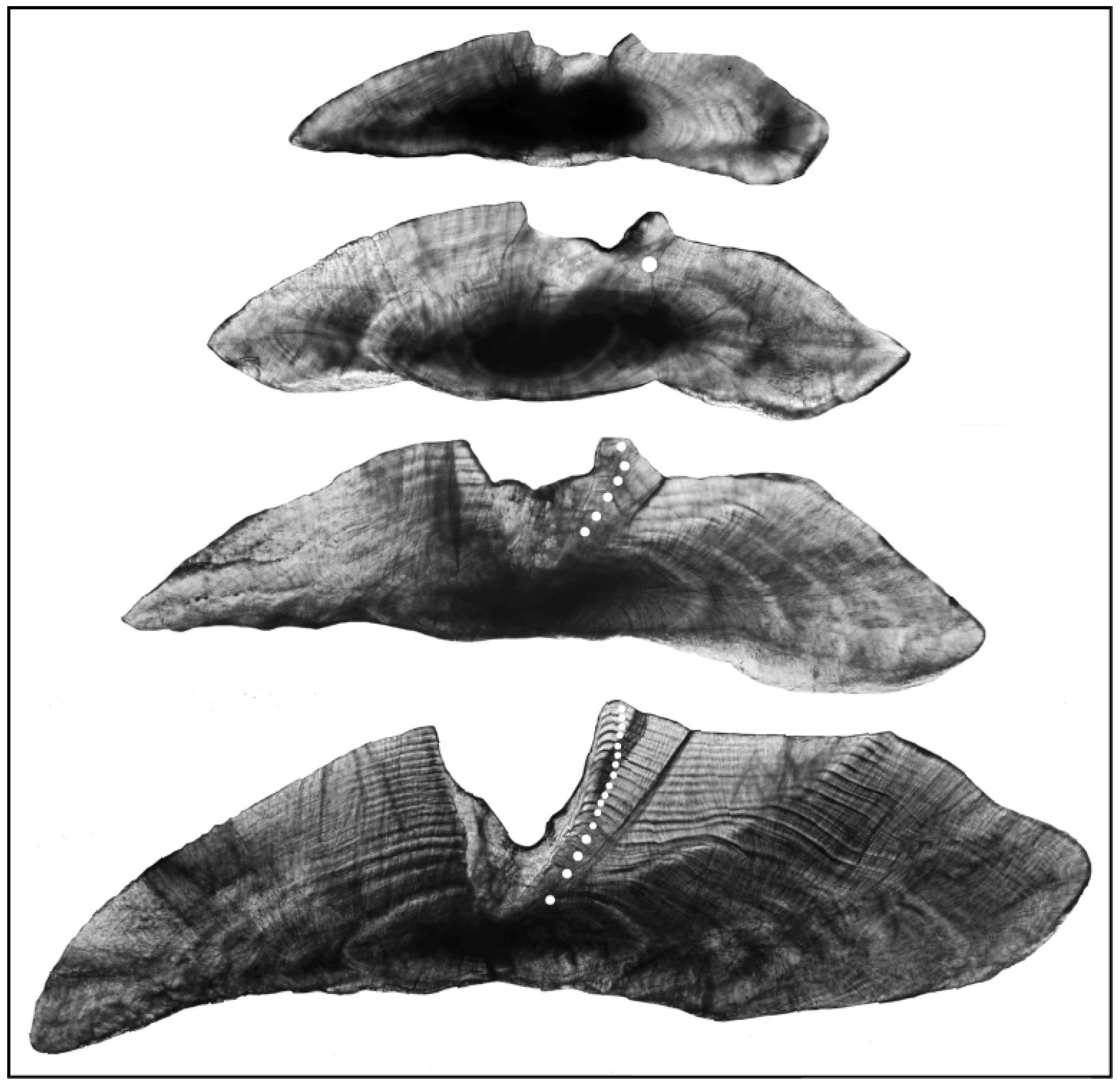 Fishes 11 00024 g001 Fishes 11 00024 g001