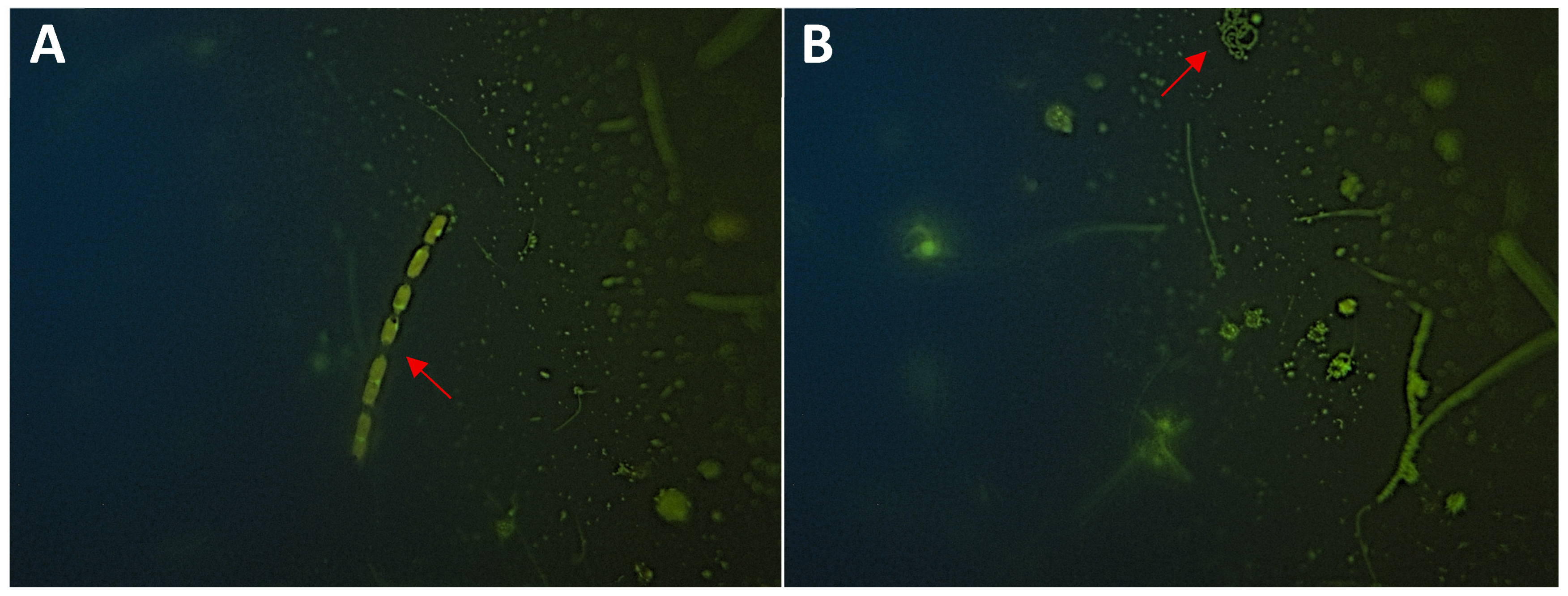 Fishes 11 00098 g002