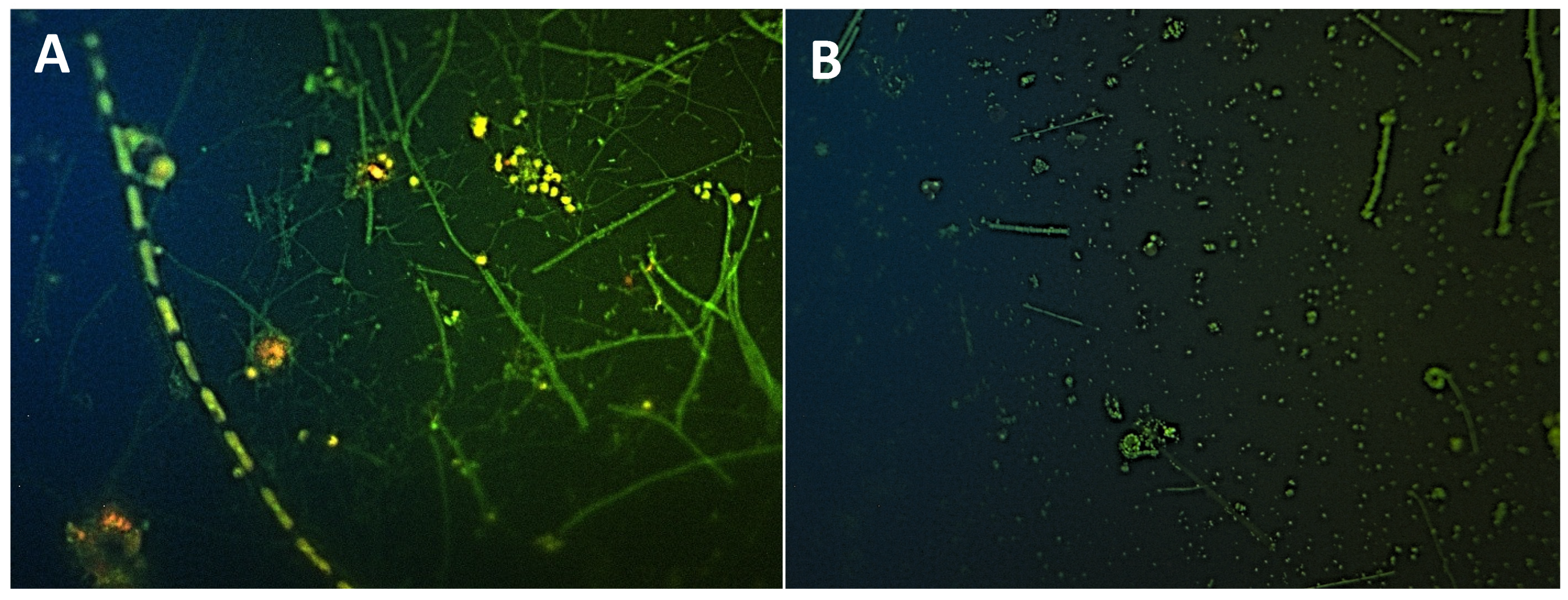 Fishes 11 00098 g006