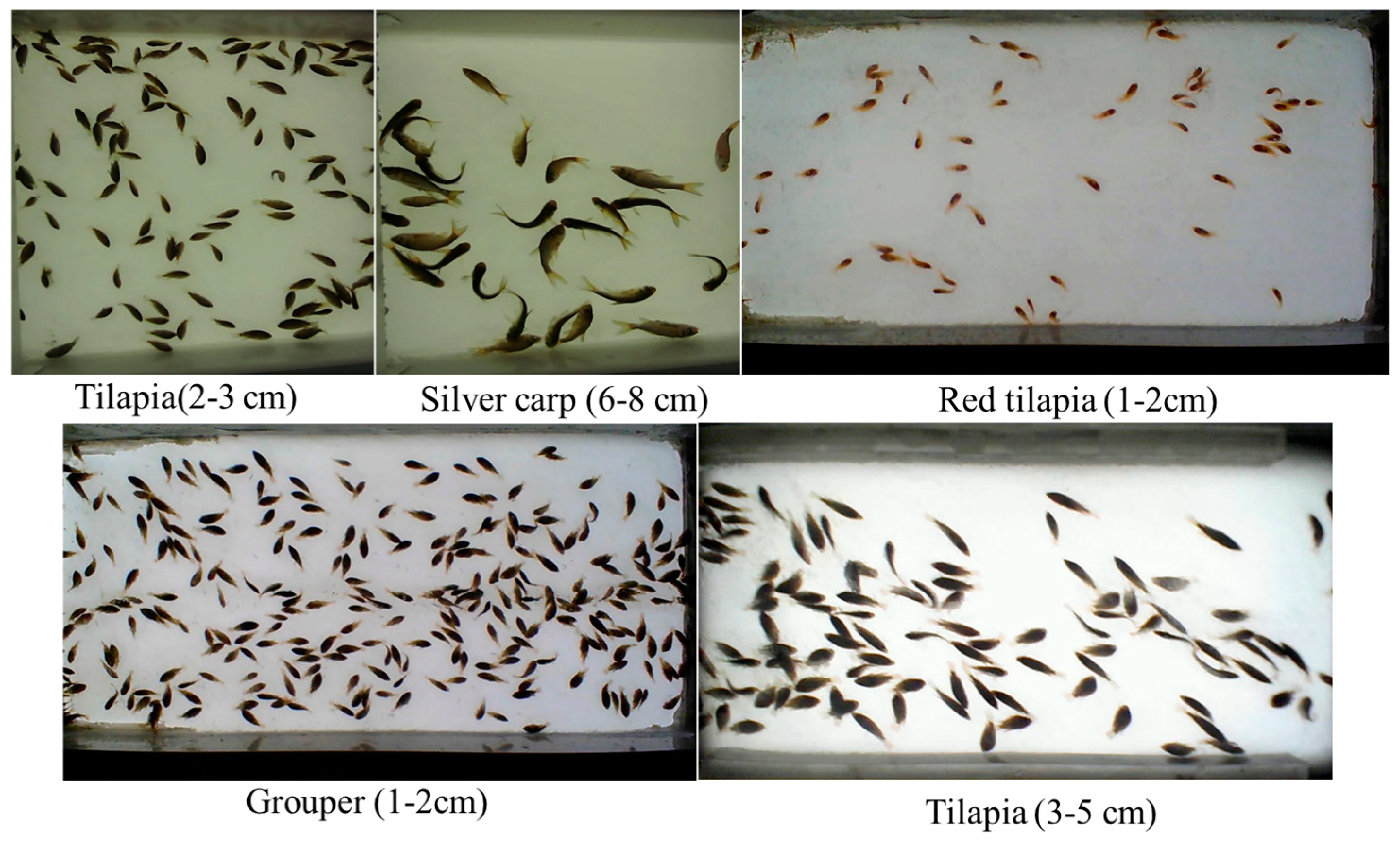 Fishes 11 00114 g006