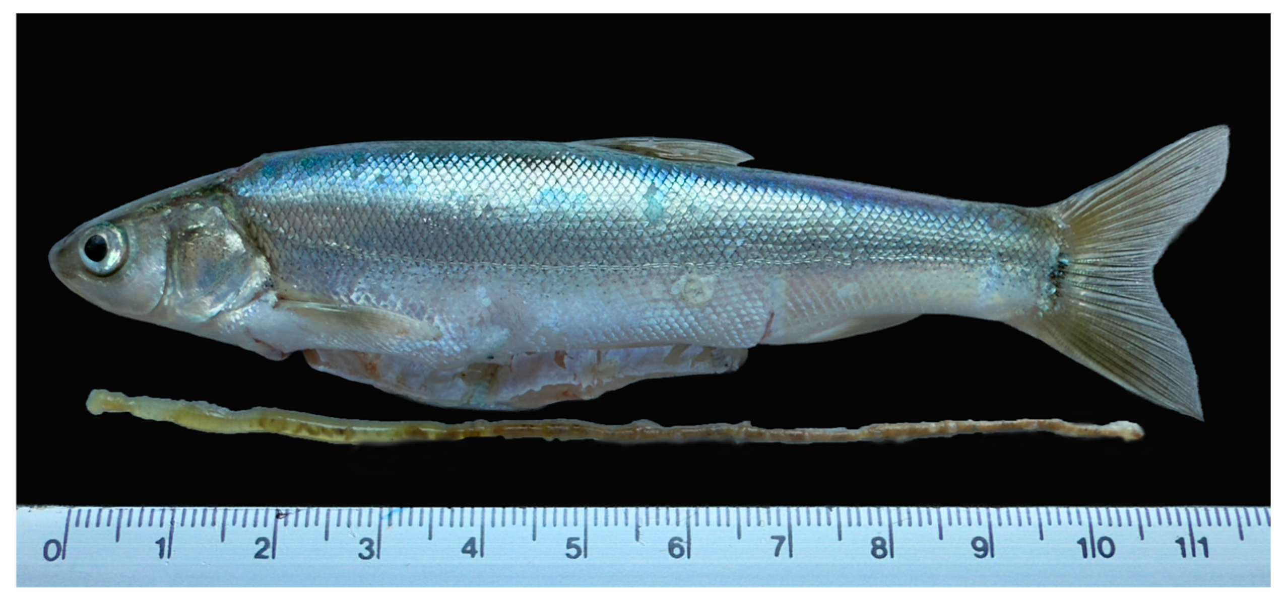 Fishes 11 00167 g005 Fishes 11 00167 g005