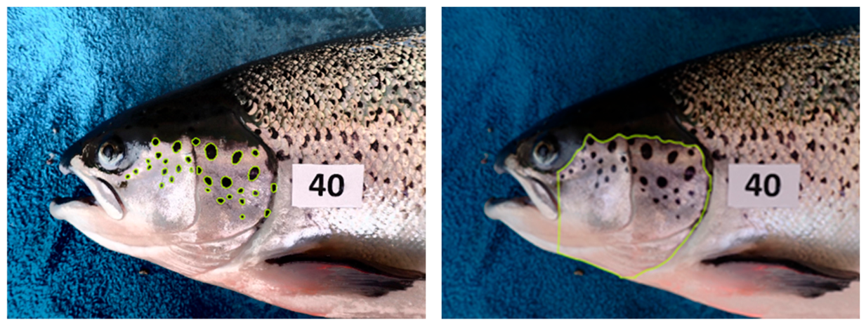 Fishes 11 00271 g003