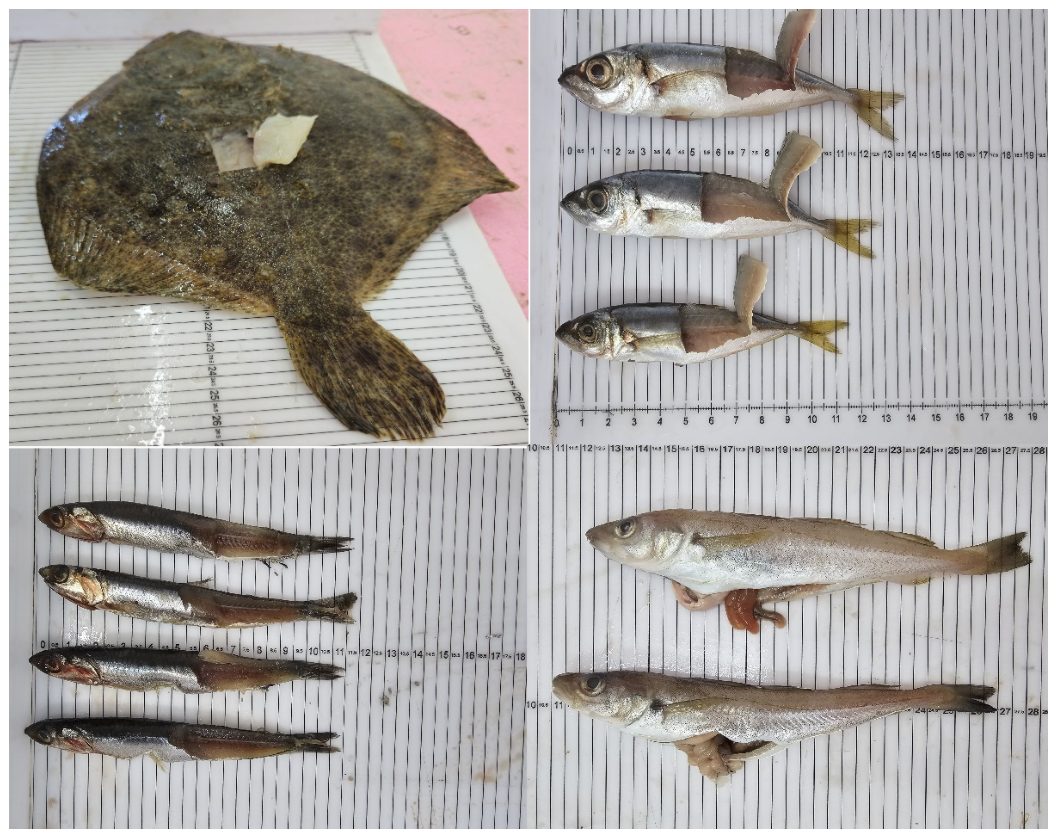 Fishes 11 00295 g003