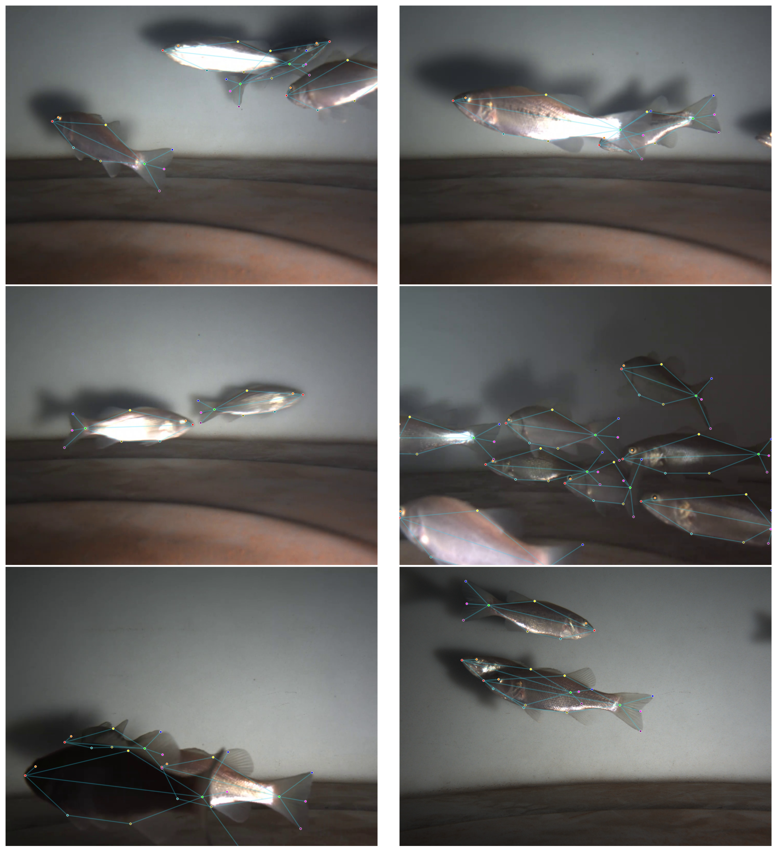 Fishes 11 00308 g006 Fishes 11 00308 g006