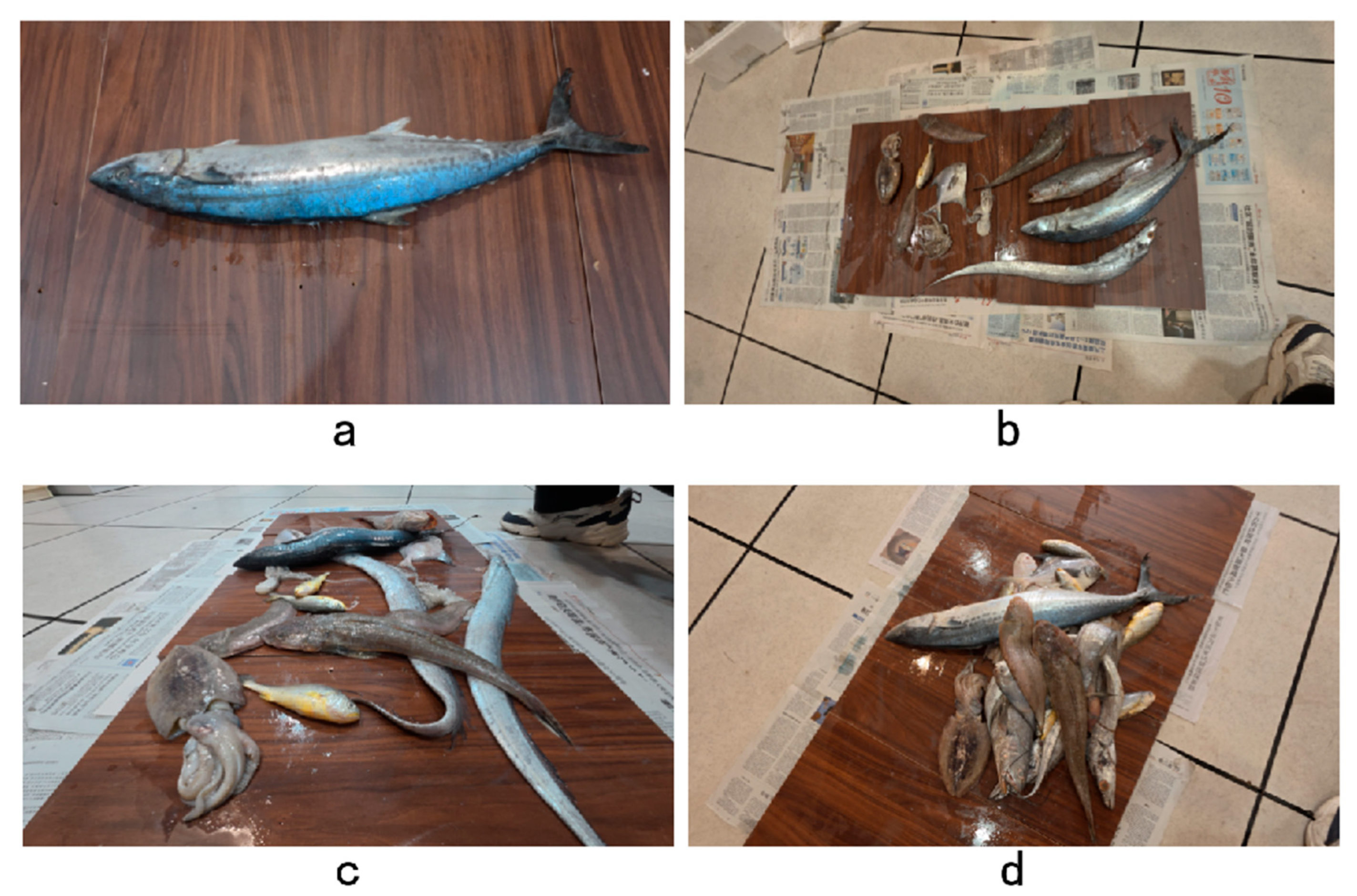Fishes 11 00385 g001