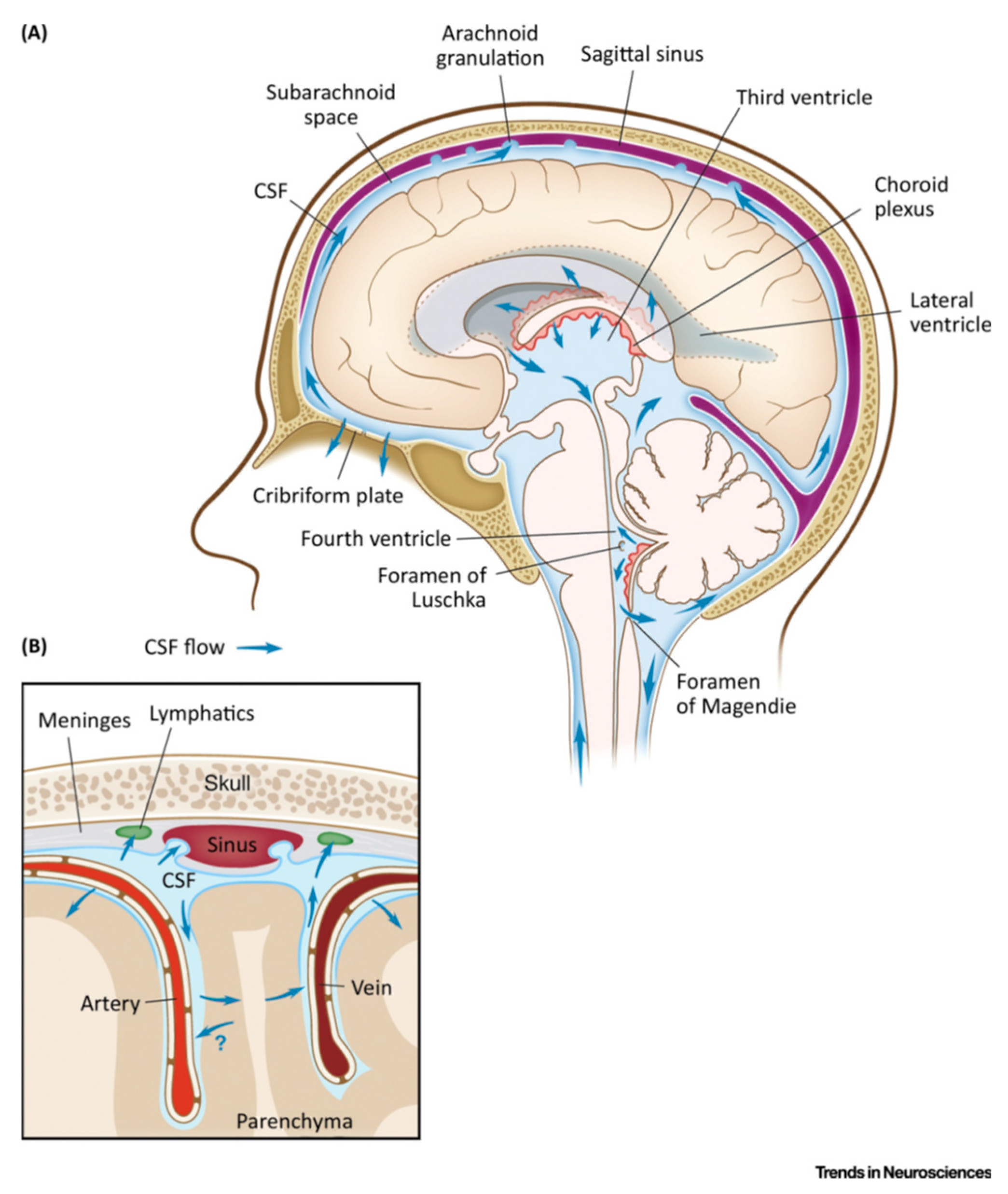 Fluid transport in the brain