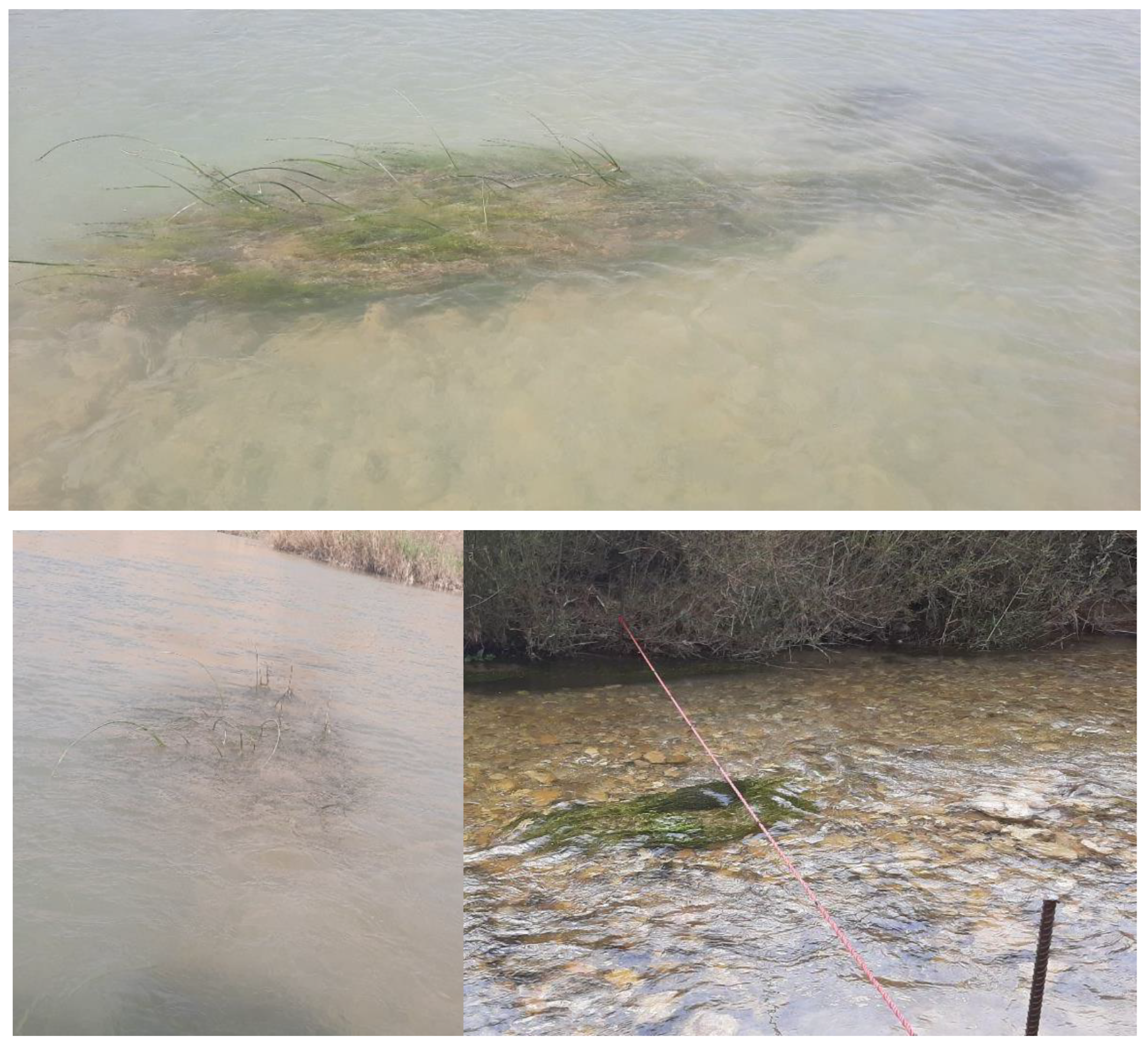 Fluids 07 00284 g002 550