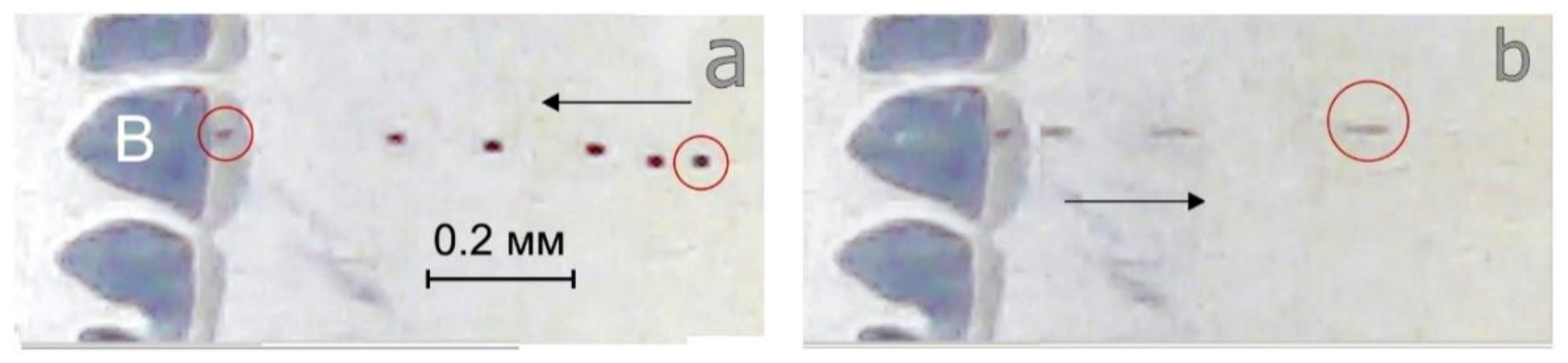 Fluids 07 00357 g007