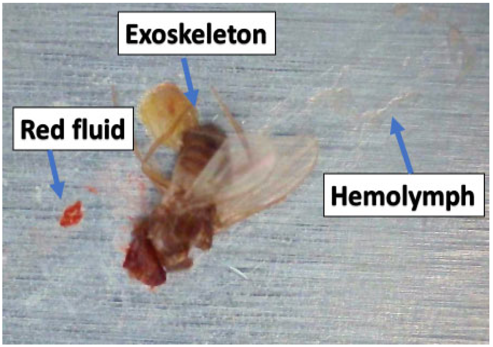 Fluids 09 00008 g002