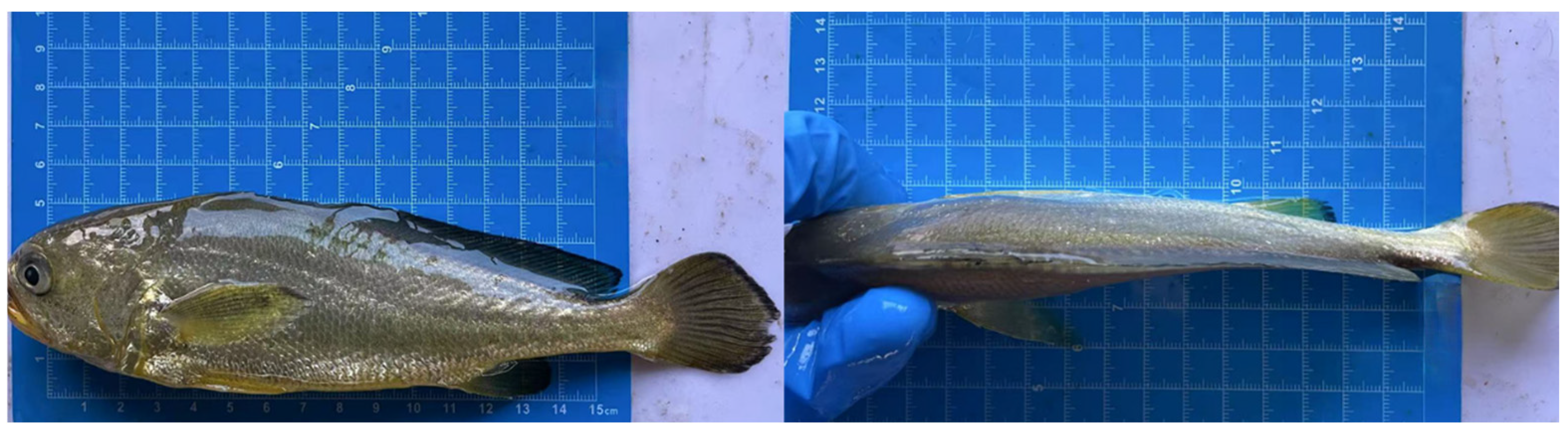 Fluids 10 00107 g001