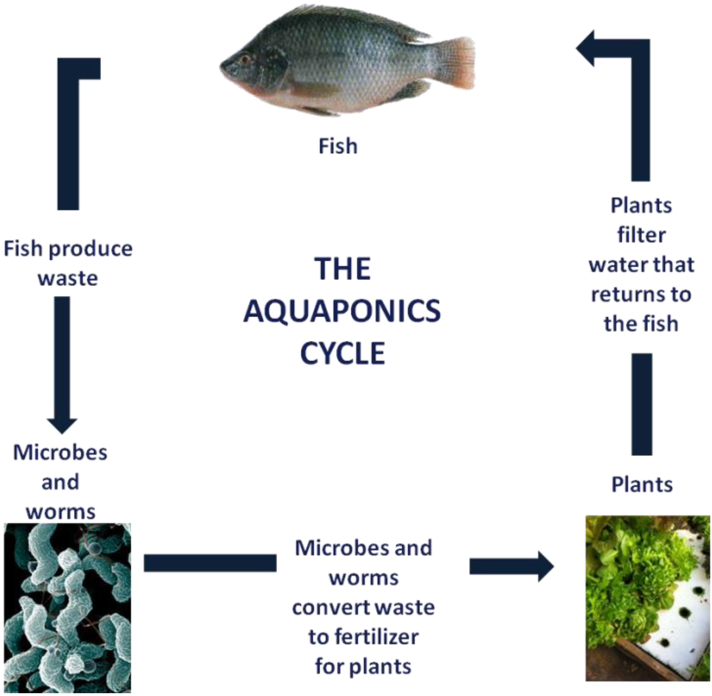 Foods | Free Full-Text | Microbial Profile of Soil-Free ...