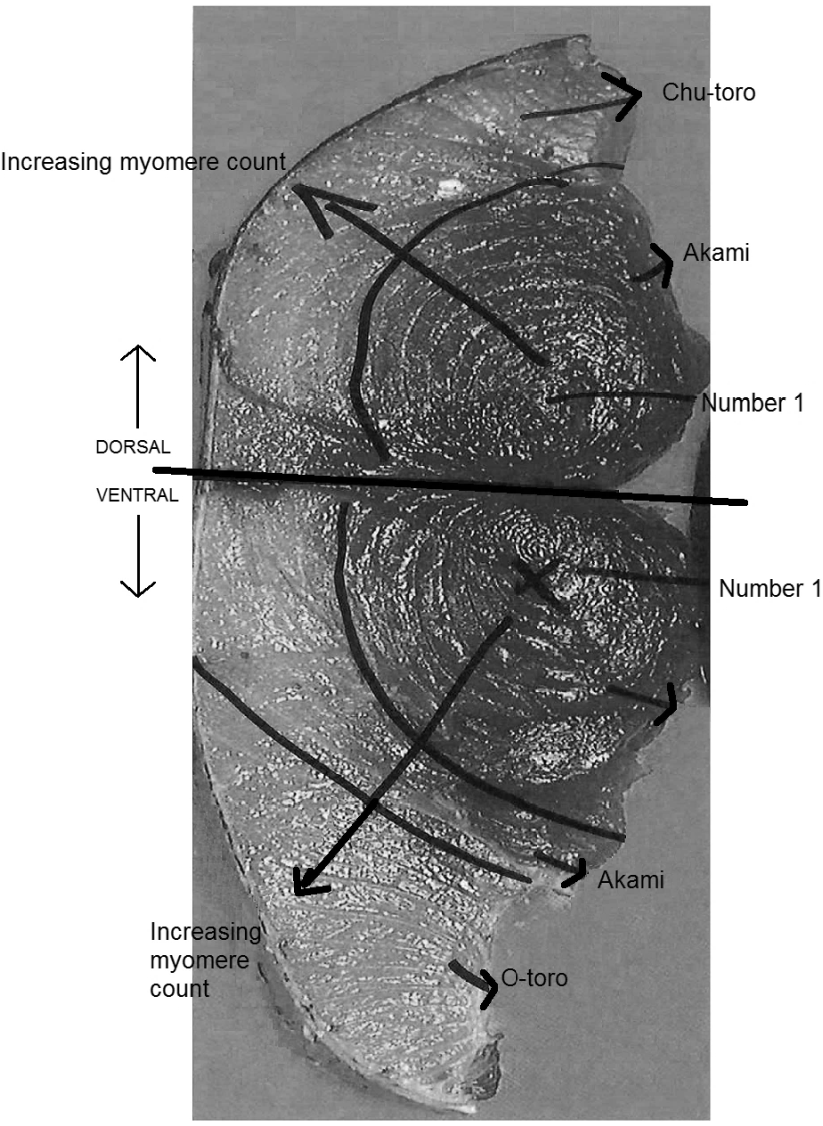 Foods Free FullText Spatial Variation in the Mercury Concentration