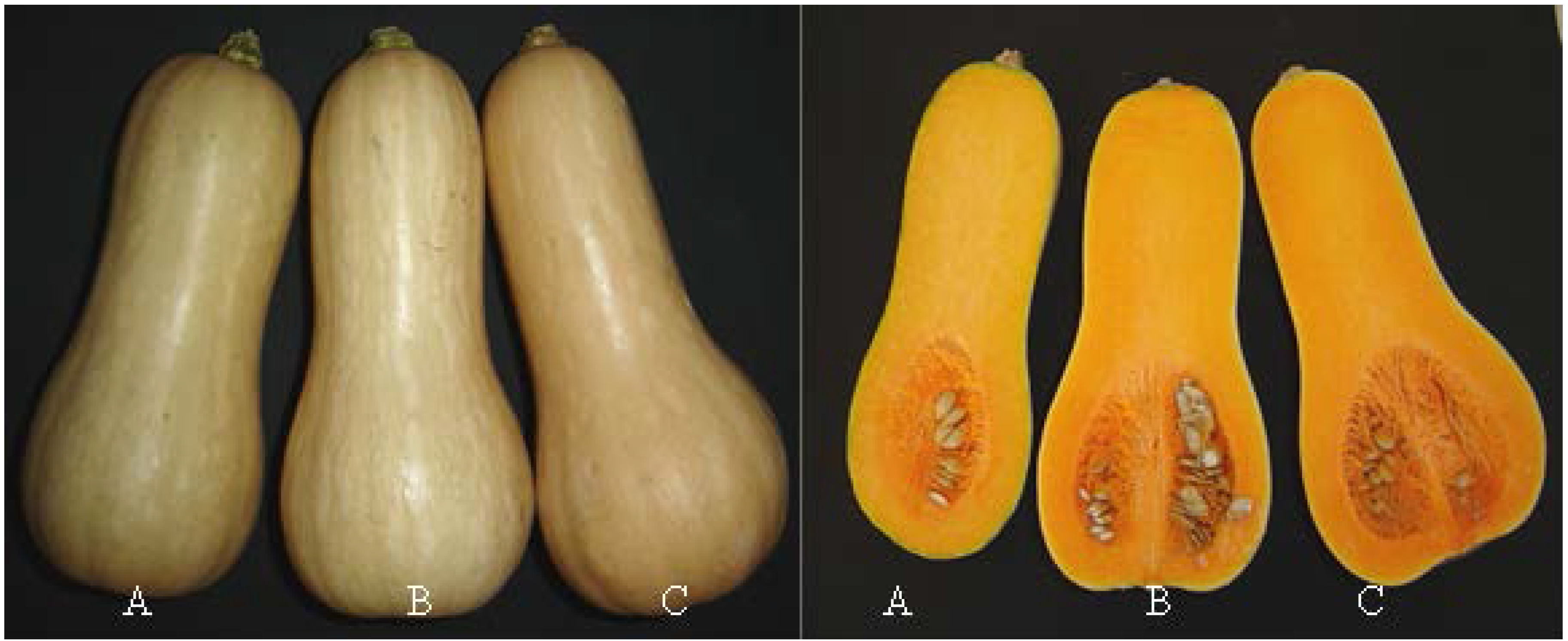 mature butternut squash Modern lesbian love poems