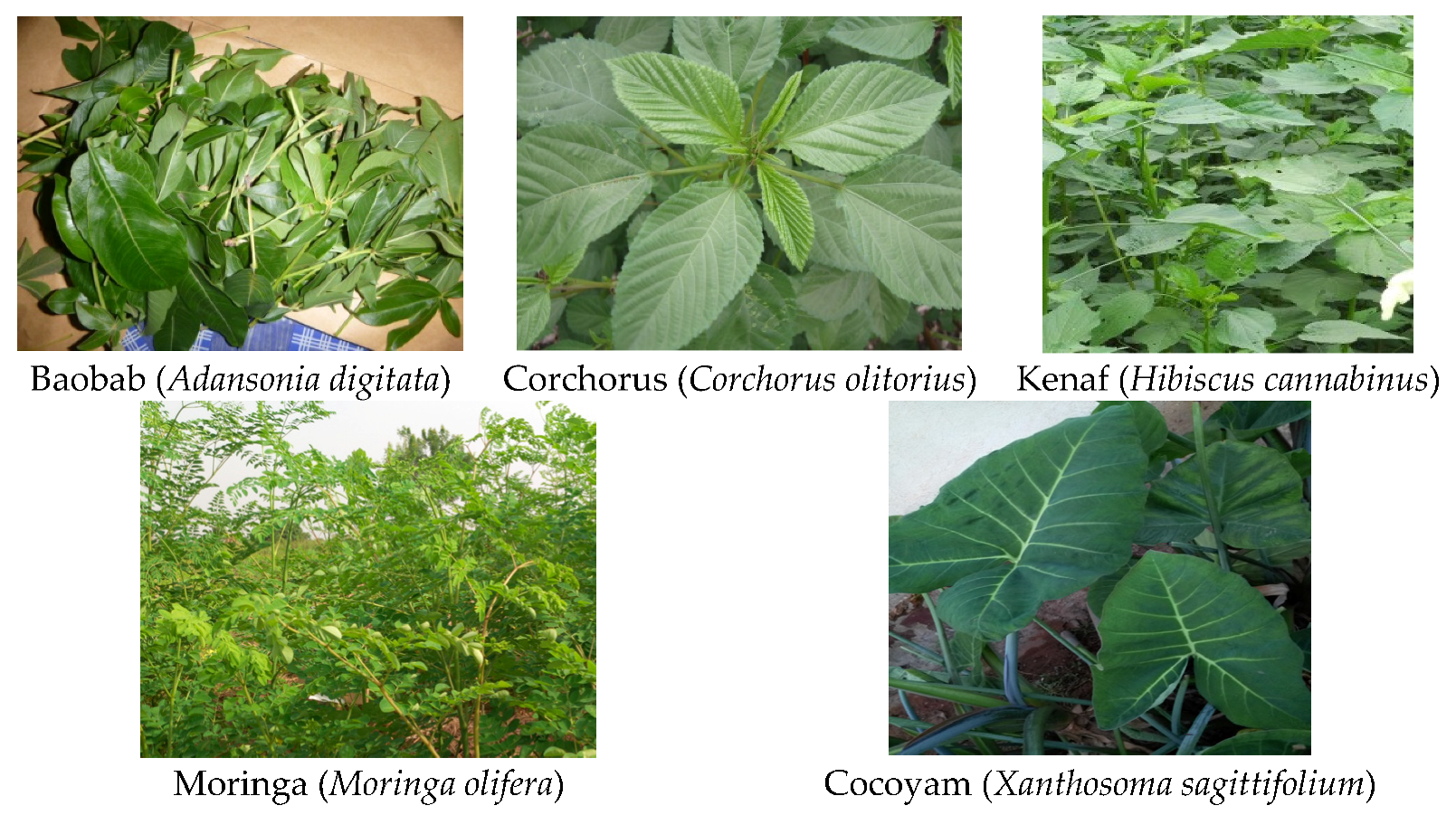 Foods 06 00054 g002 Foods 06 00054 g002