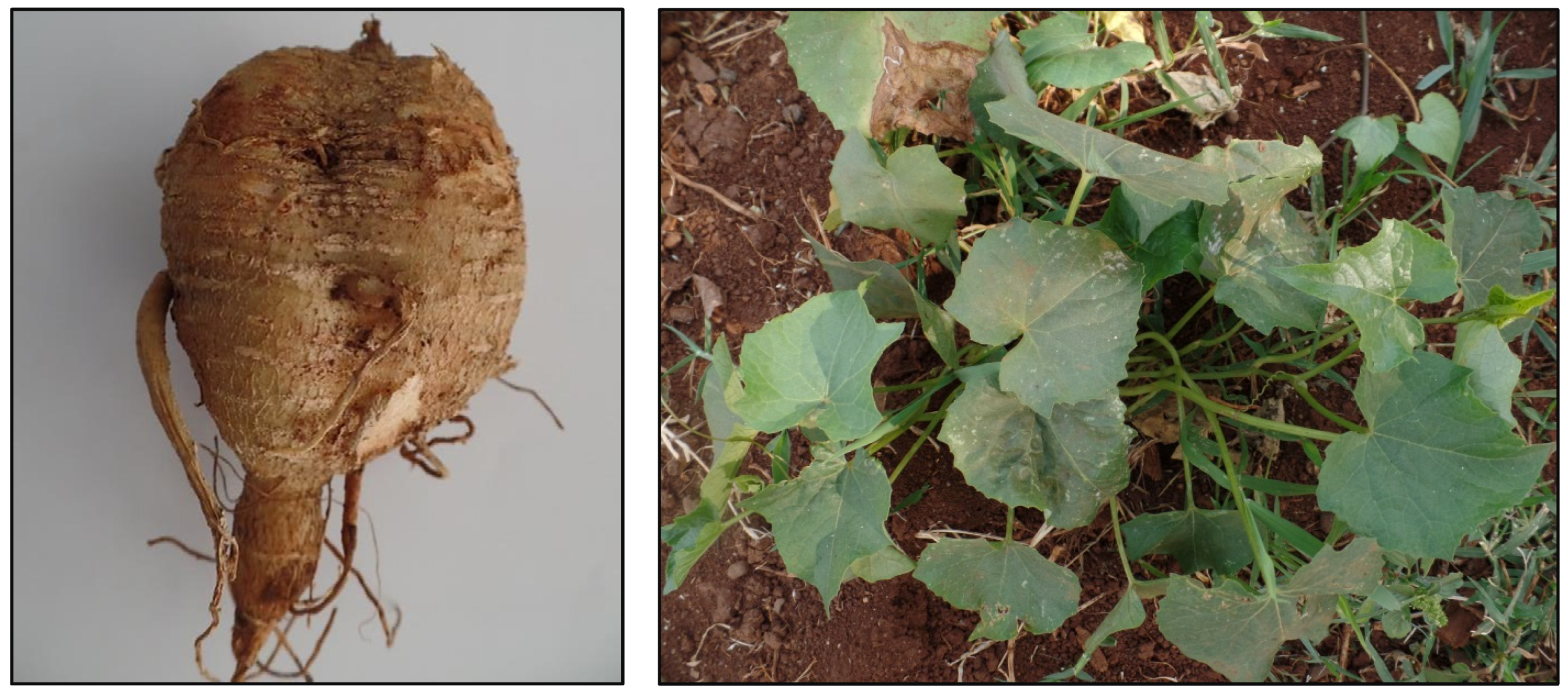 Foods 06 00071 g001 550