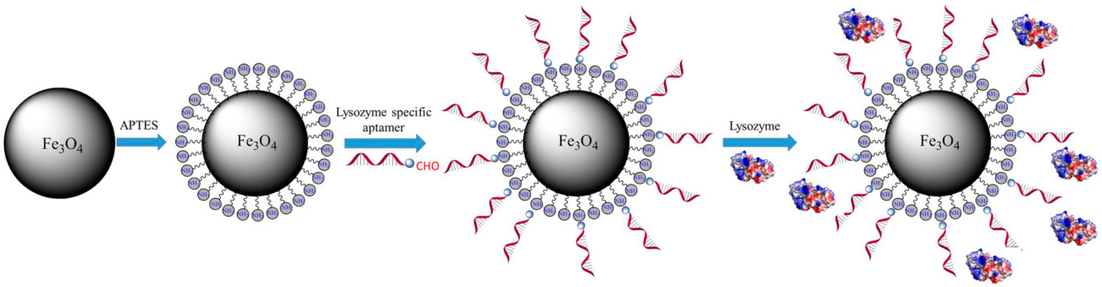 Foods | Free Full-Text | Lysozyme Aptamer-Functionalized Magnetic ...