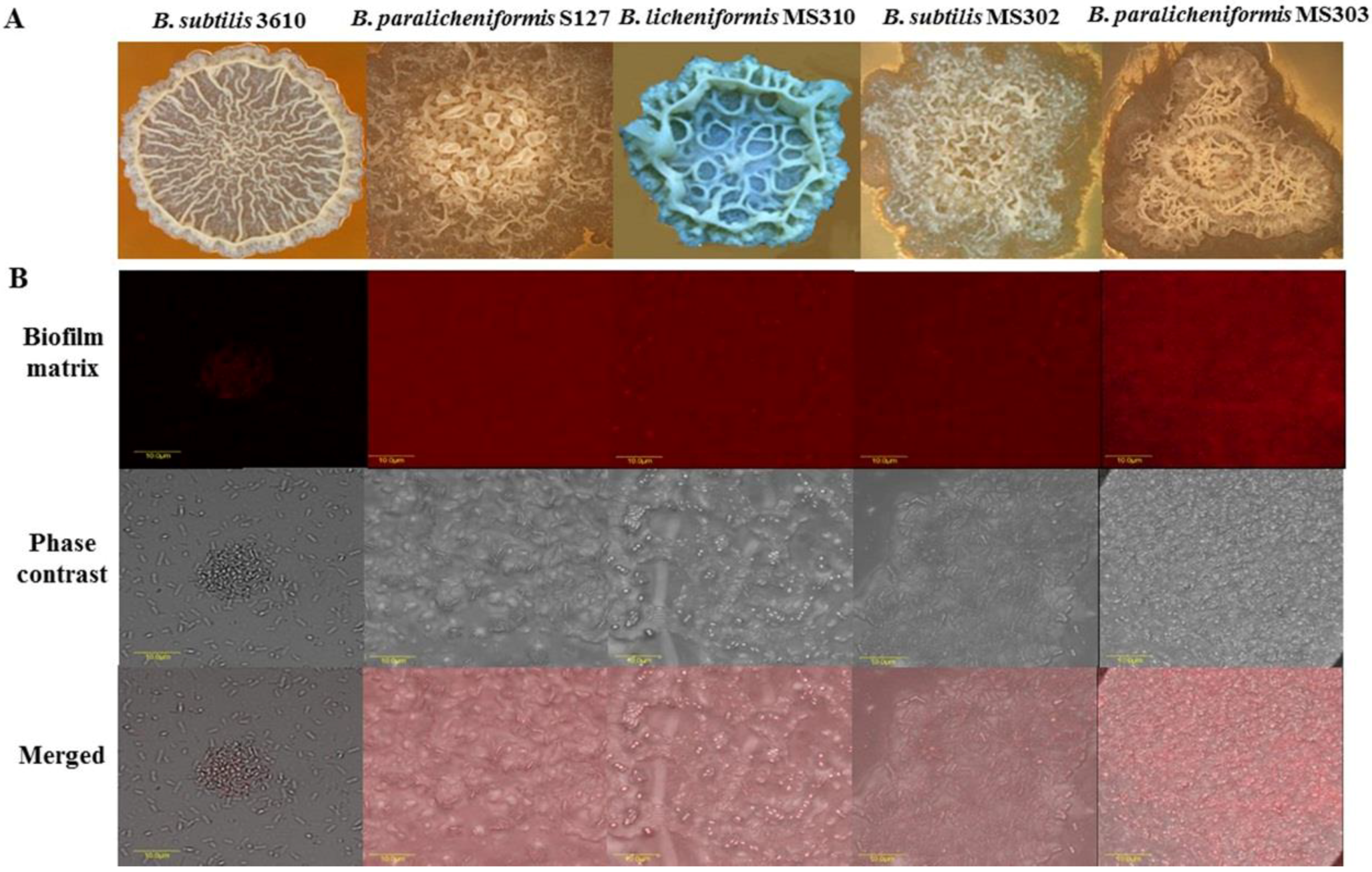 Foods 08 00134 g001 Foods 08 00134 g001