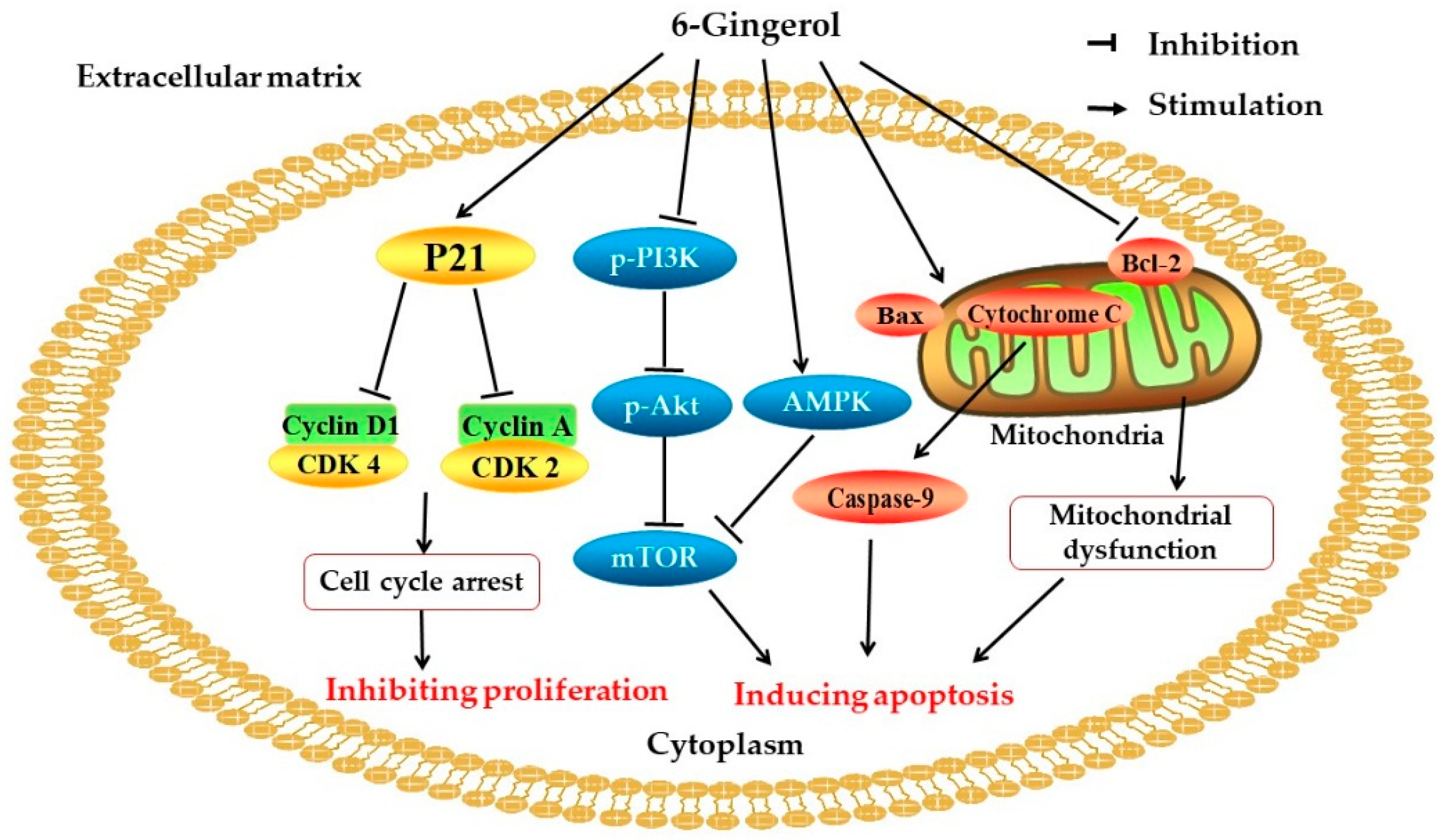 Foods Free Full Text Bioactive Compounds And Bioactivities Of Ginger Zingiber Officinale