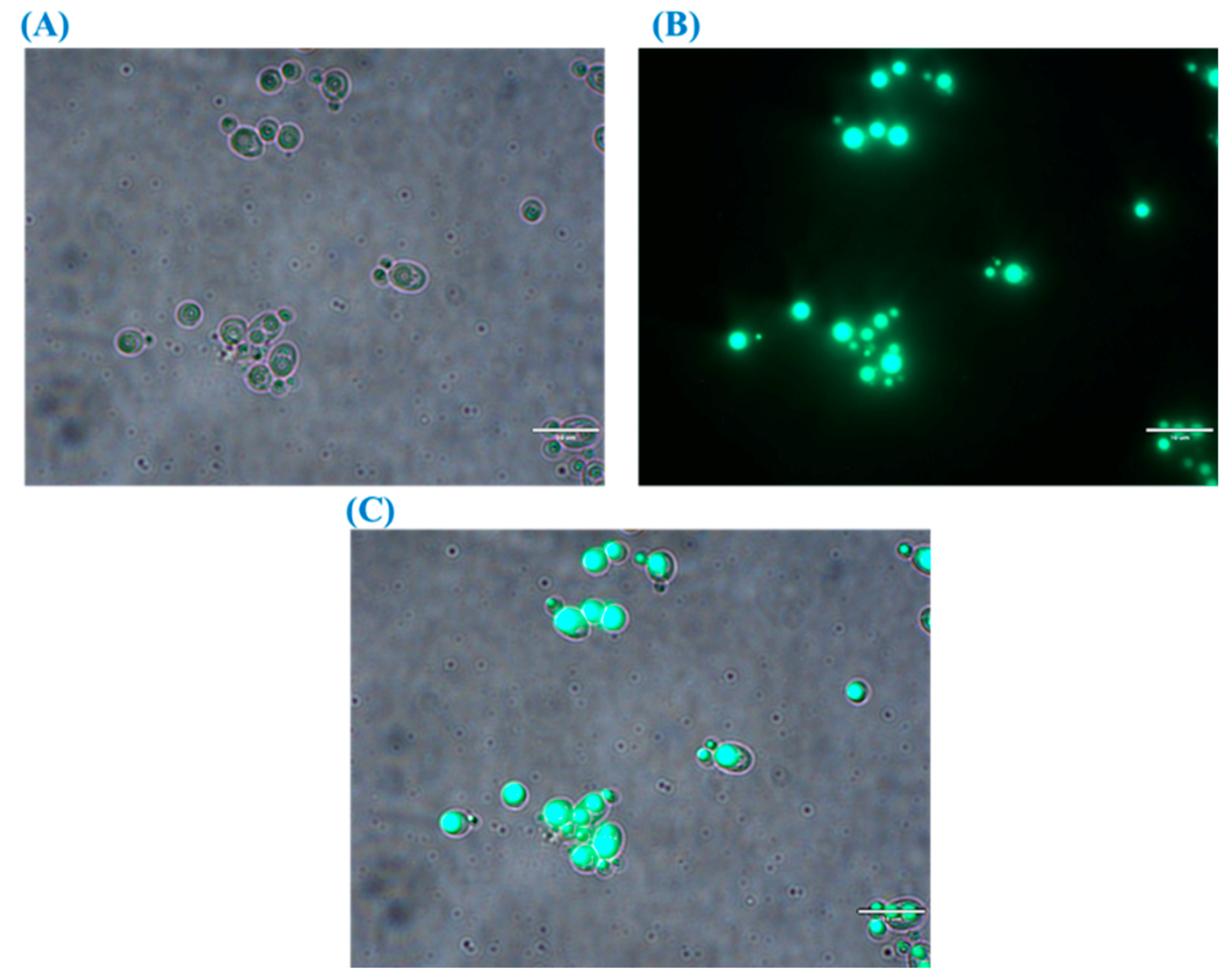 Foods 08 00234 g005 Foods 08 00234 g005
