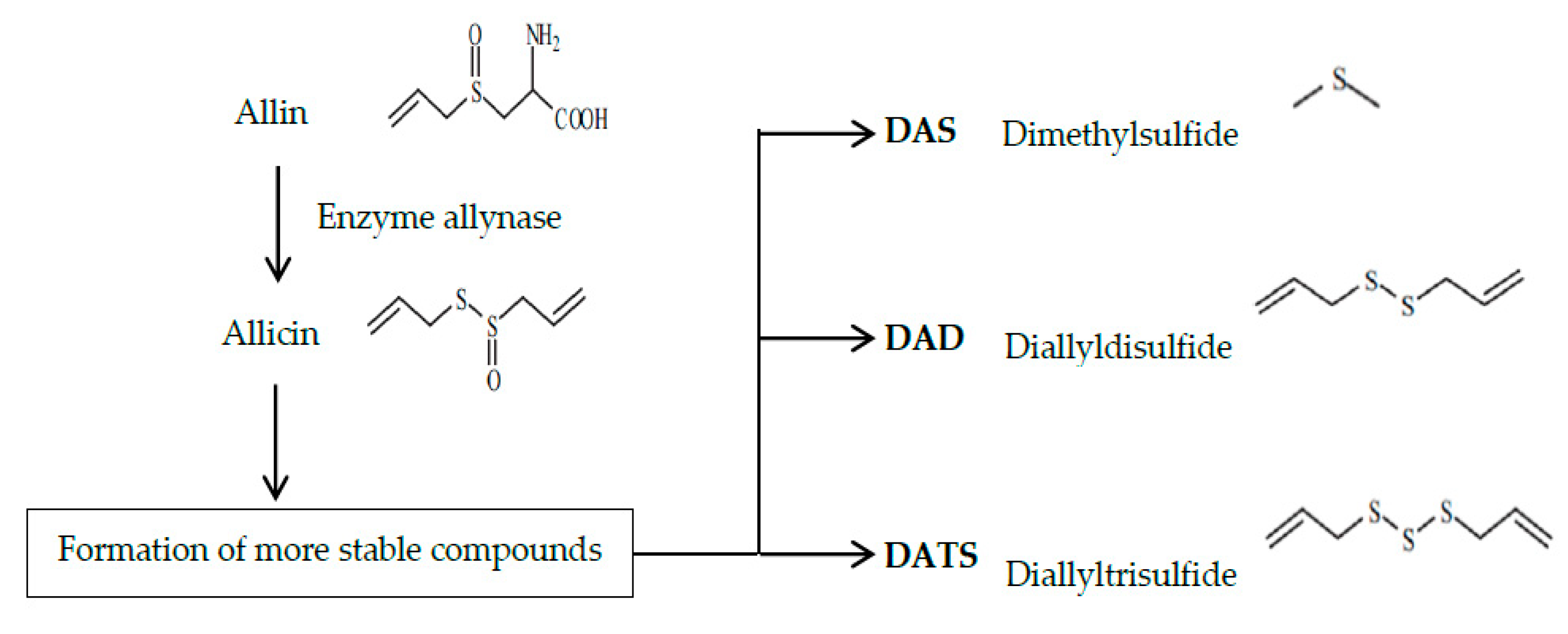 Foods | Free Full-Text | Garlic (Allium sativum L.): A Brief Review of Its  Antigenotoxic Effects