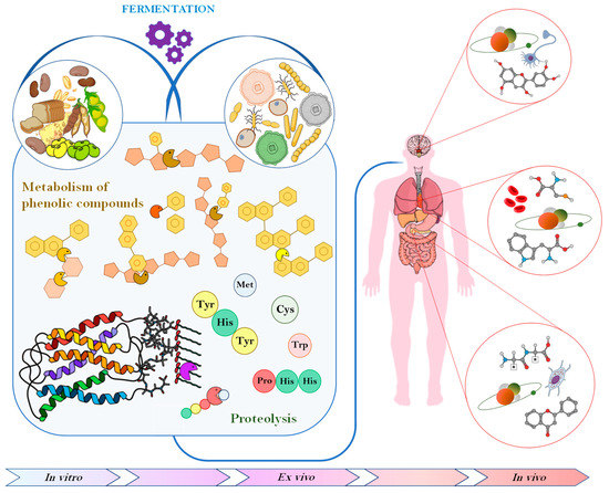 How Fermentation Affects the Antioxidant Properties of Cereals and