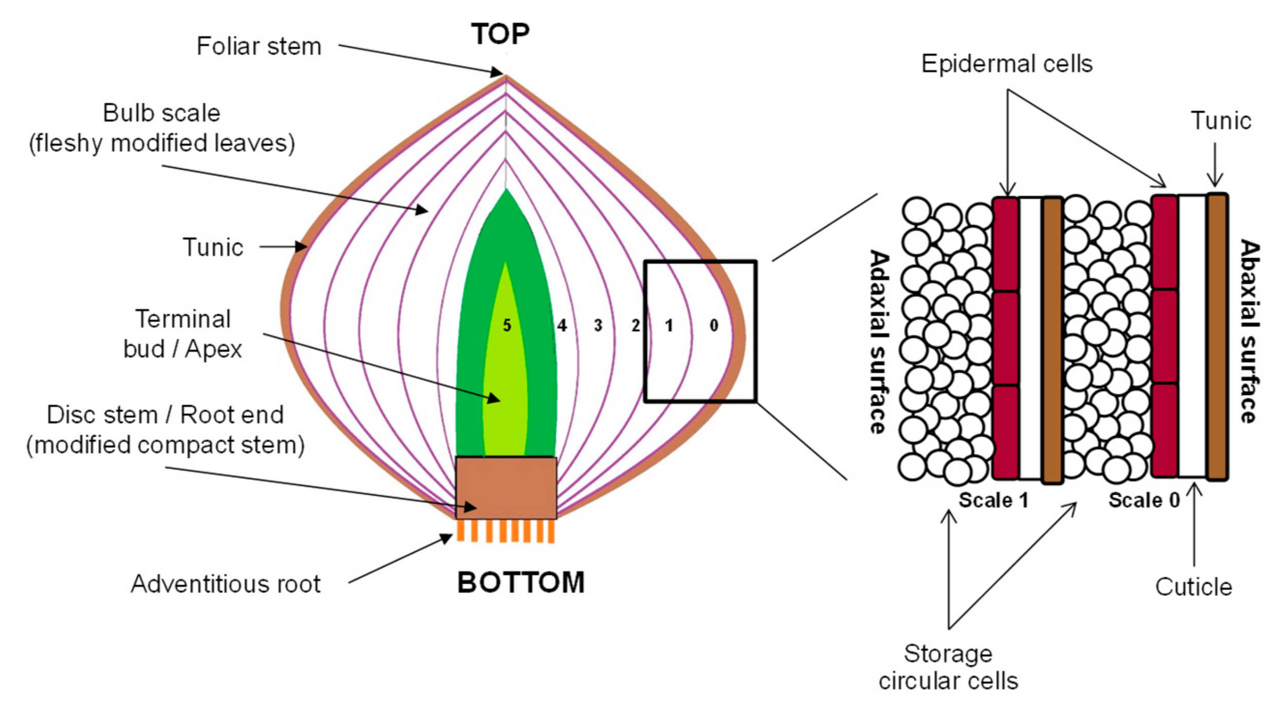 onion-root-cell-parts
