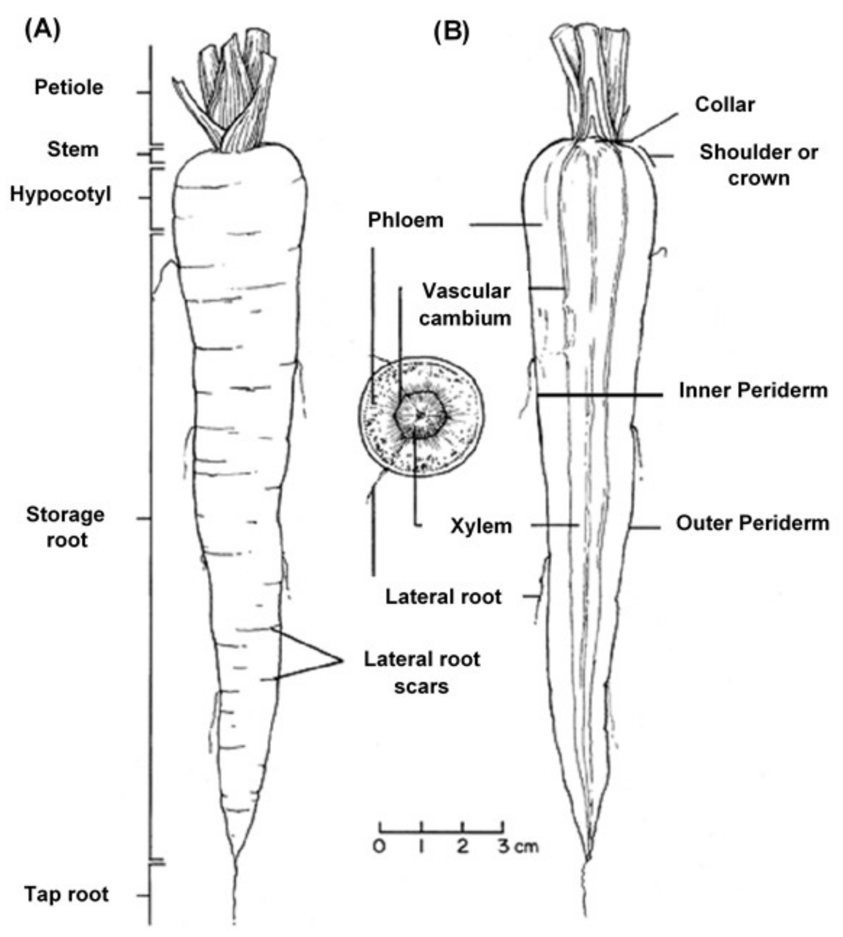 Foods Free Full Text Phytochemicals in Daucus carota and Their