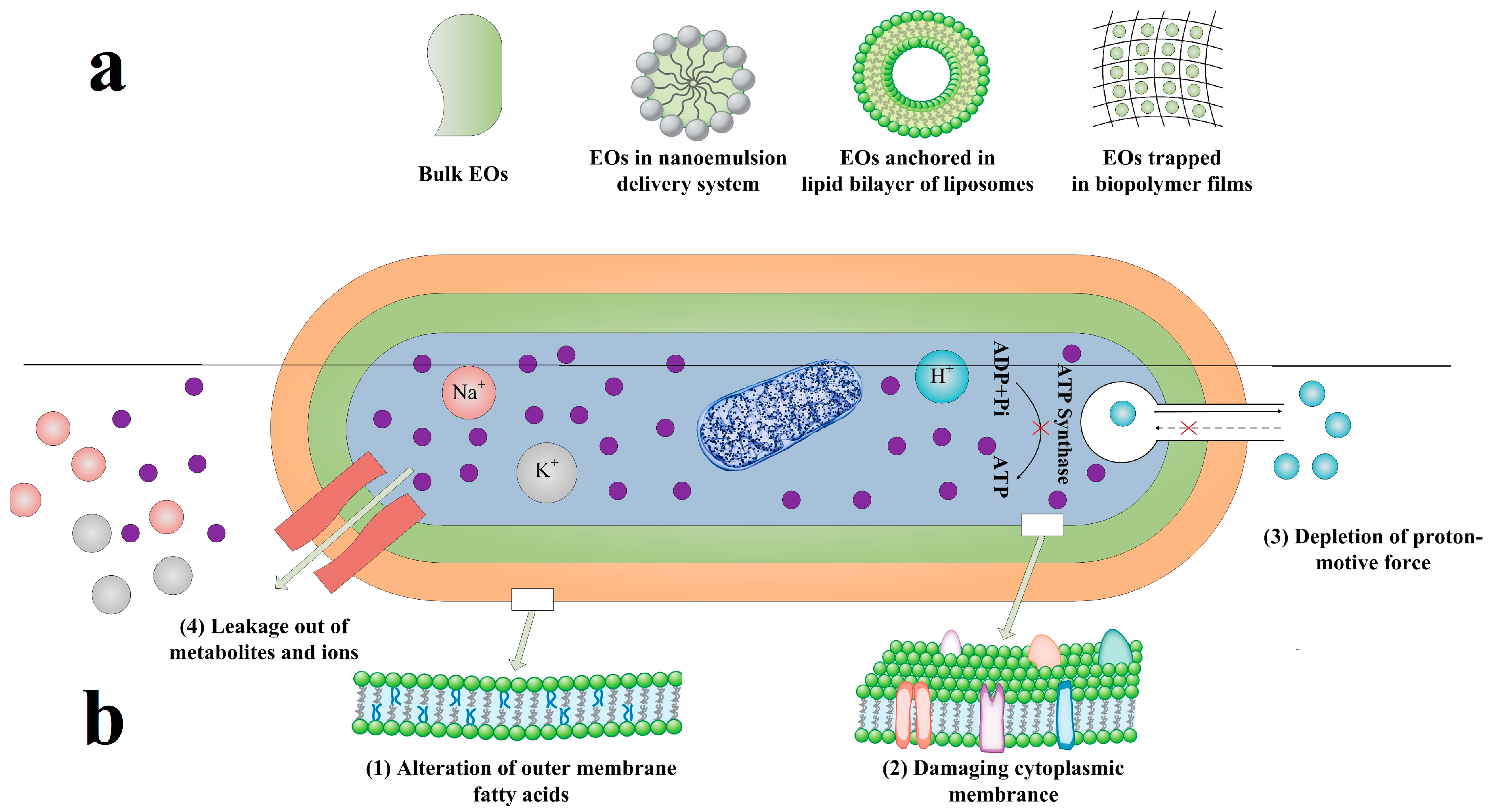 Foods Free Full Text Review On Natural Preservatives For Extending Fish Shelf Life Html