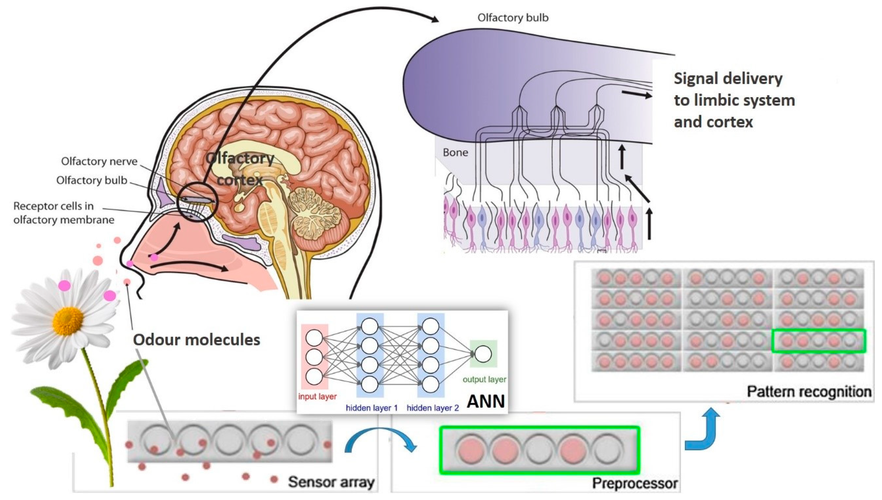 Foods 08 00643 g005 Foods 08 00643 g005
