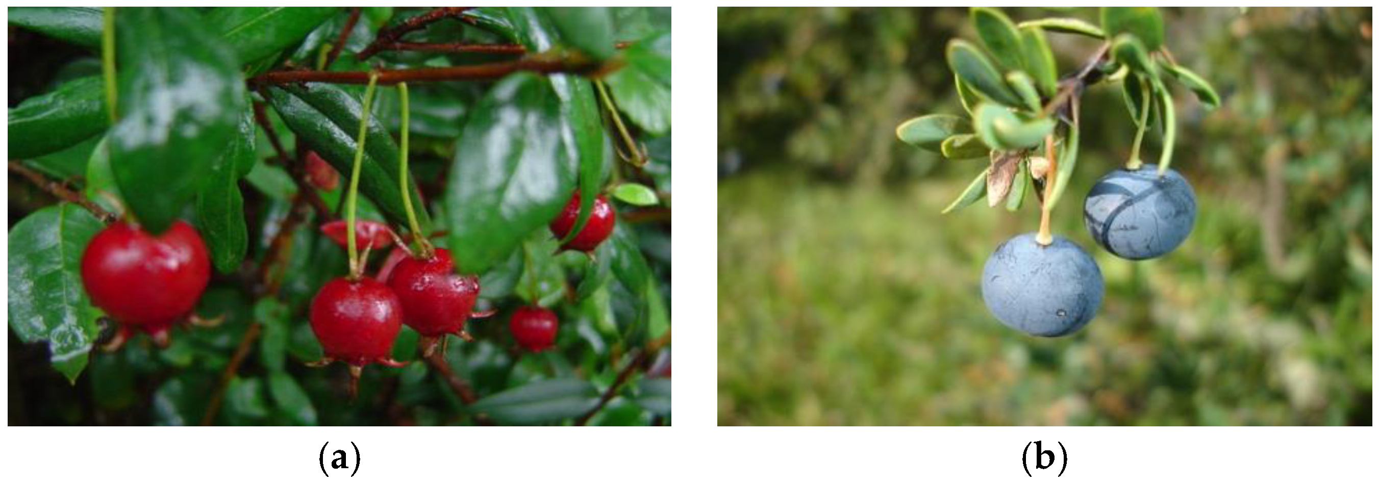 Foods 09 00054 g002 Foods 09 00054 g002