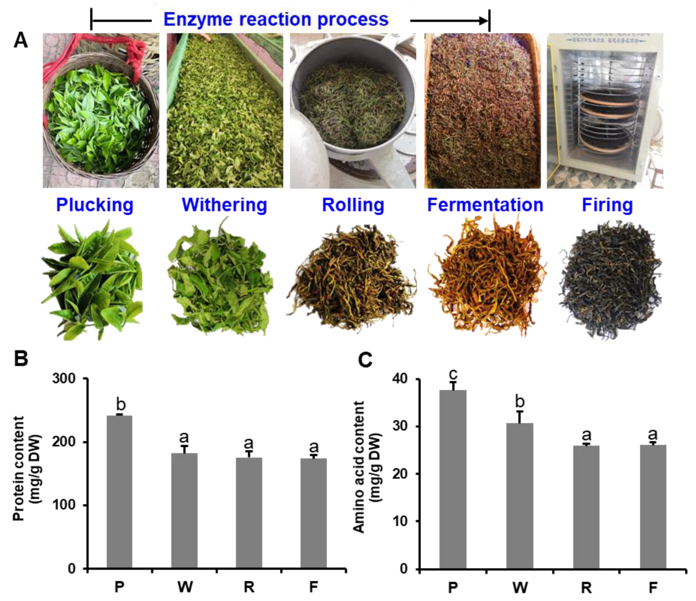 Foods Free FullText Enzymatic ReactionRelated Protein Degradation