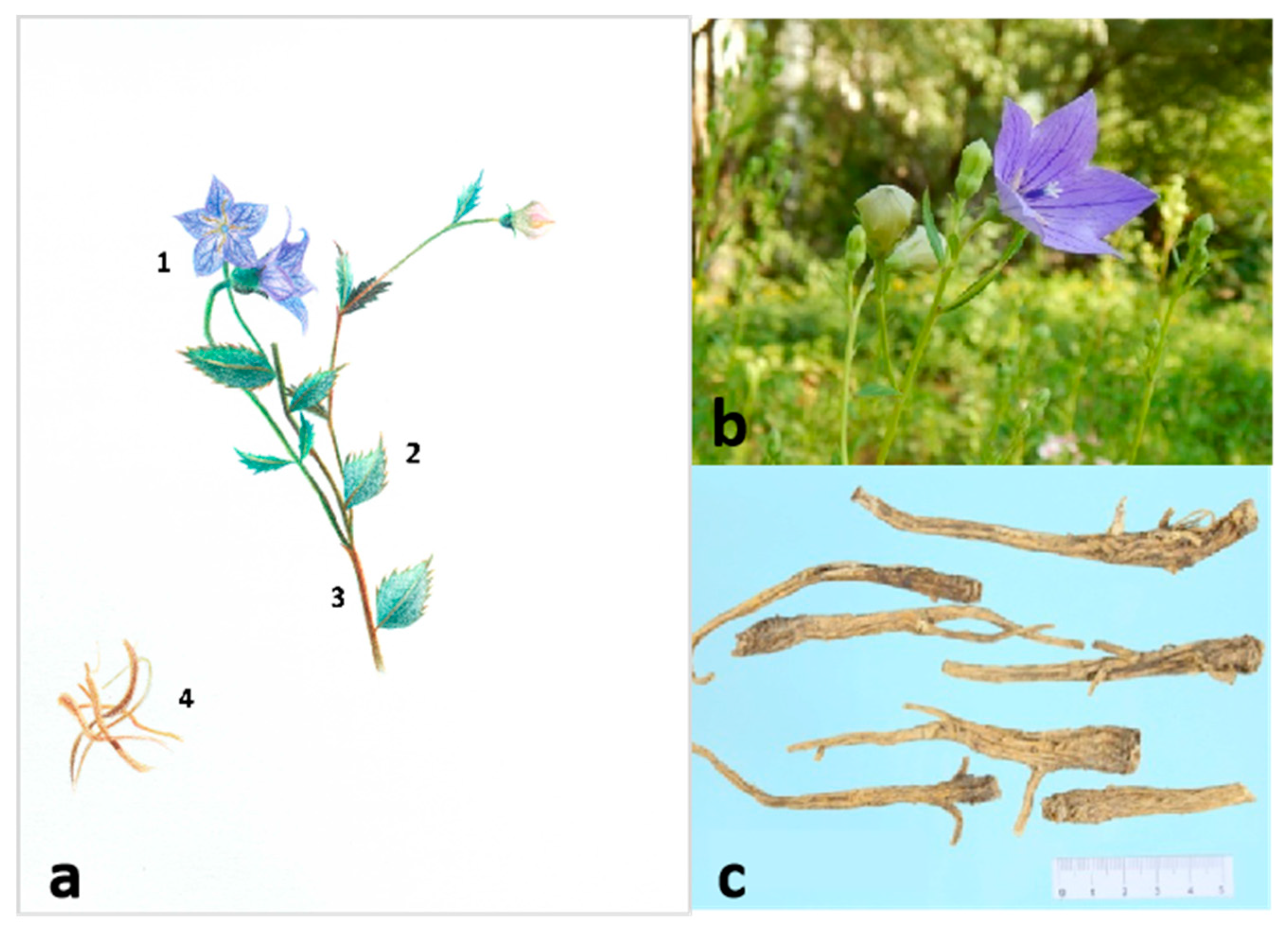 Top Platycodon Grandiflorus benefits and effects: Why this balloon flower is great for your wellness.