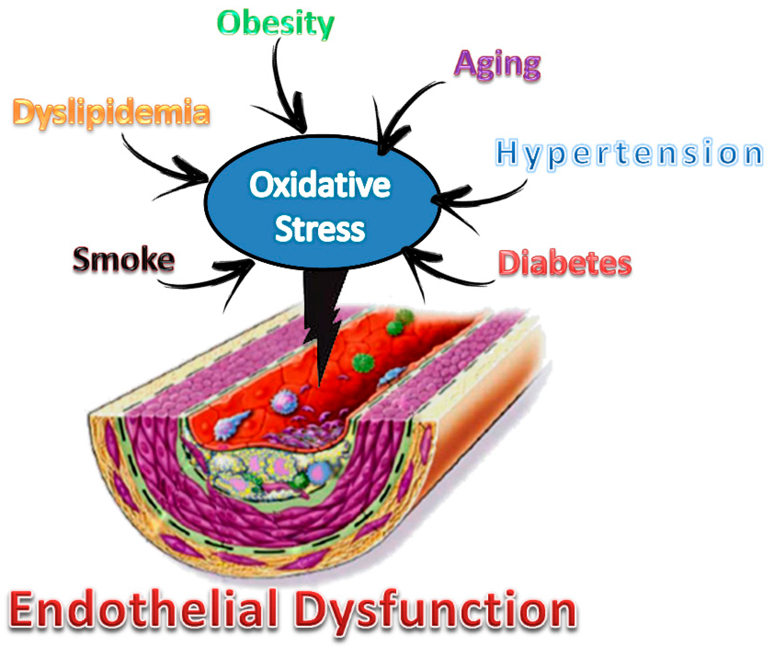 Foods Free FullText Antioxidant and AntiInflammatory Properties