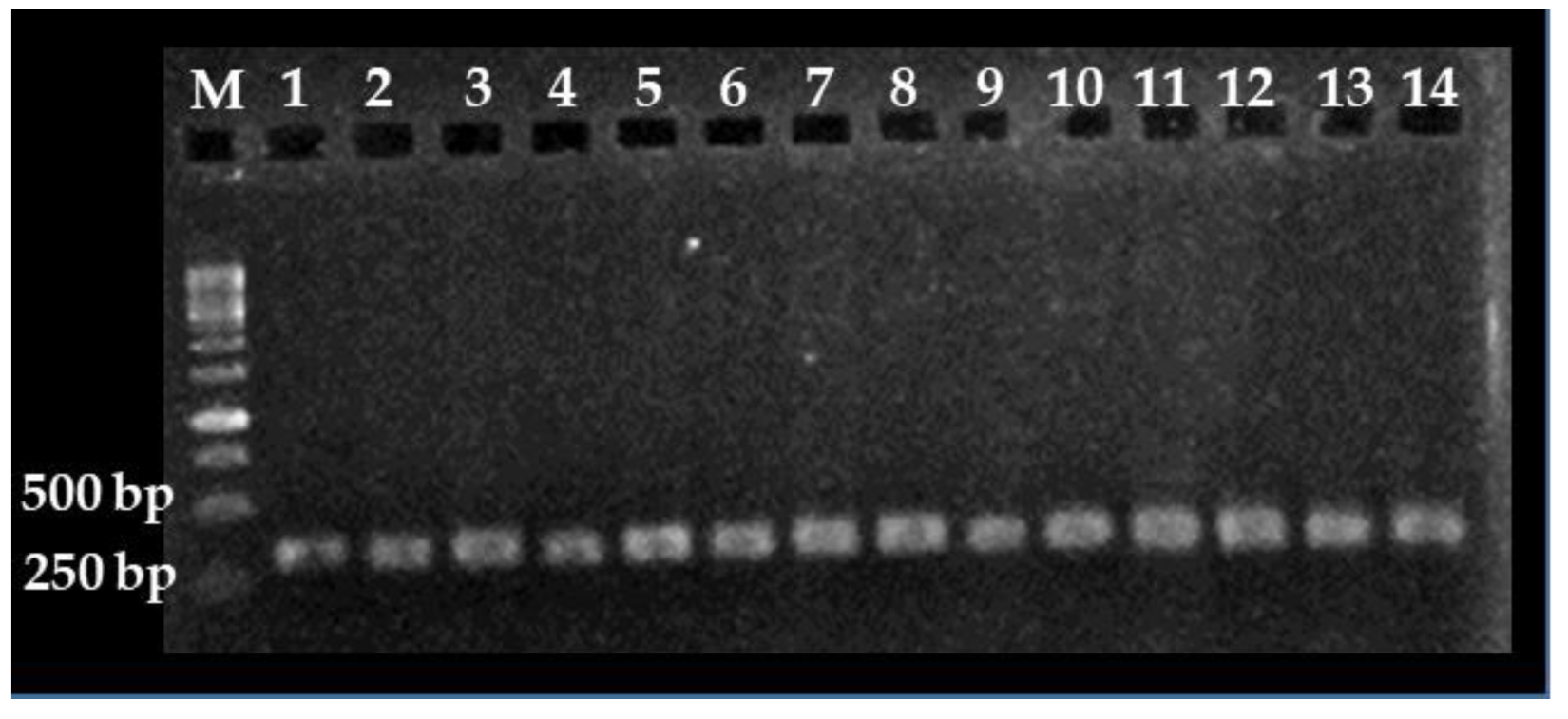 Foods 09 00261 g001 Foods 09 00261 g001