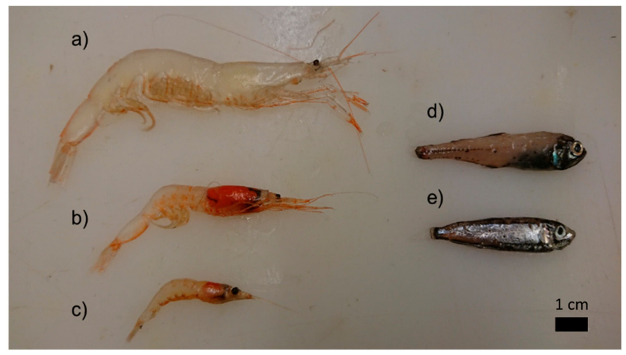 Foods | Free Full-Text | Mesopelagic Species and Their Potential ...