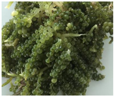 Foods 09 00382 i001 Foods 09 00382 i001