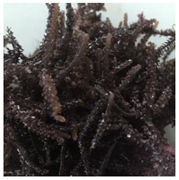 Foods 09 00382 i003 Foods 09 00382 i003