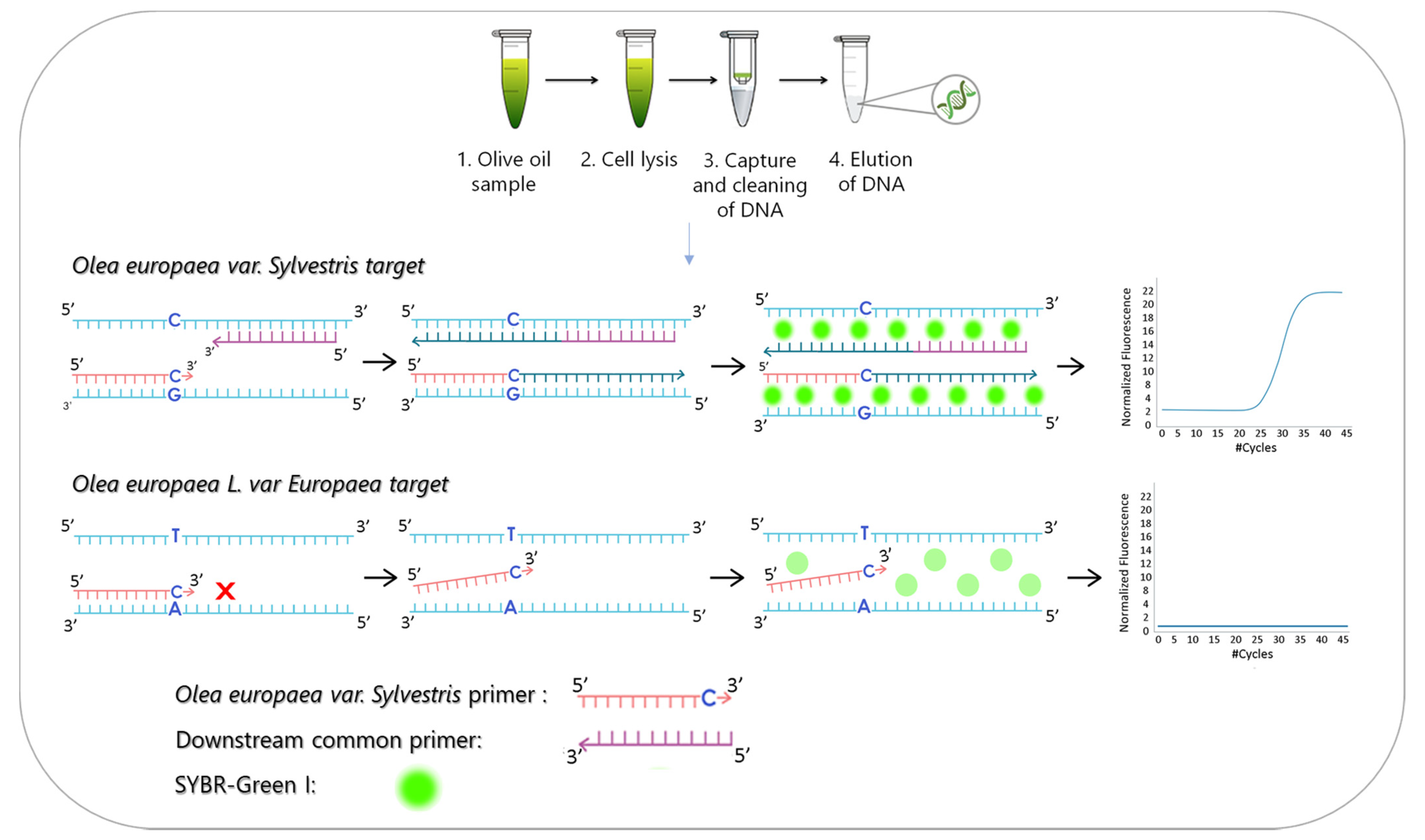 Foods 09 00467 g001 Foods 09 00467 g001