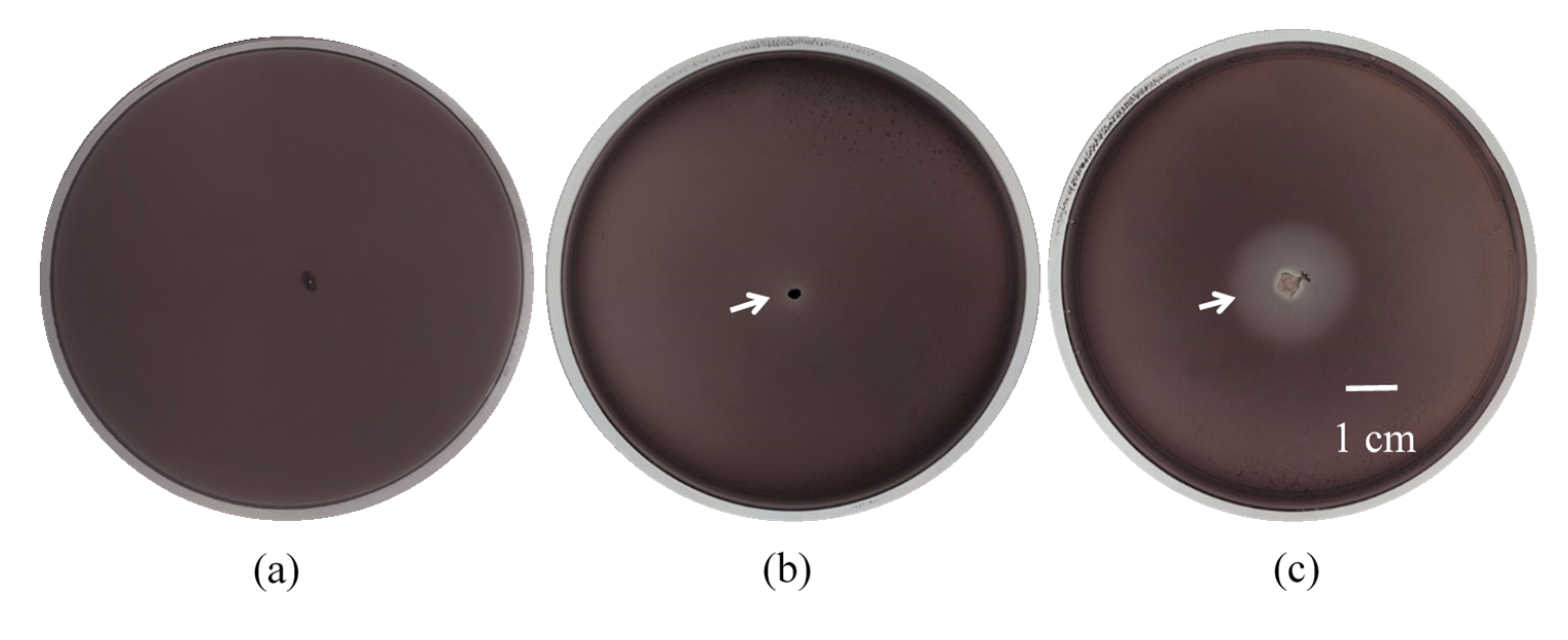 Foods 09 00490 g002 Foods 09 00490 g002