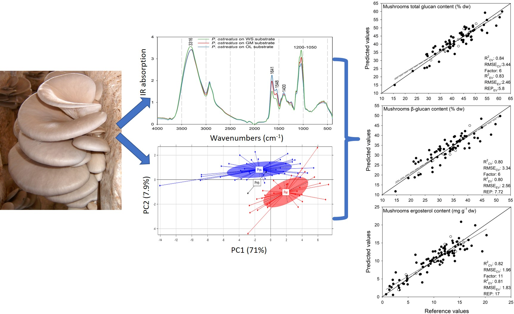 Foods Free FullText Pleurotus Mushrooms Content in Glucans and