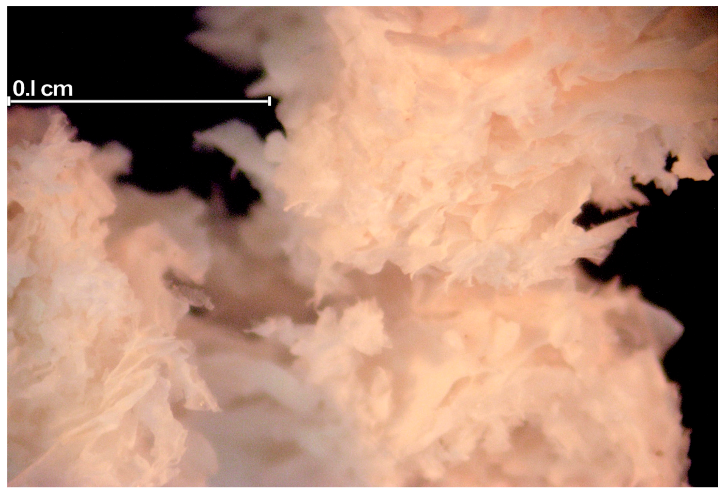 Foods 09 00681 g001 Foods 09 00681 g001