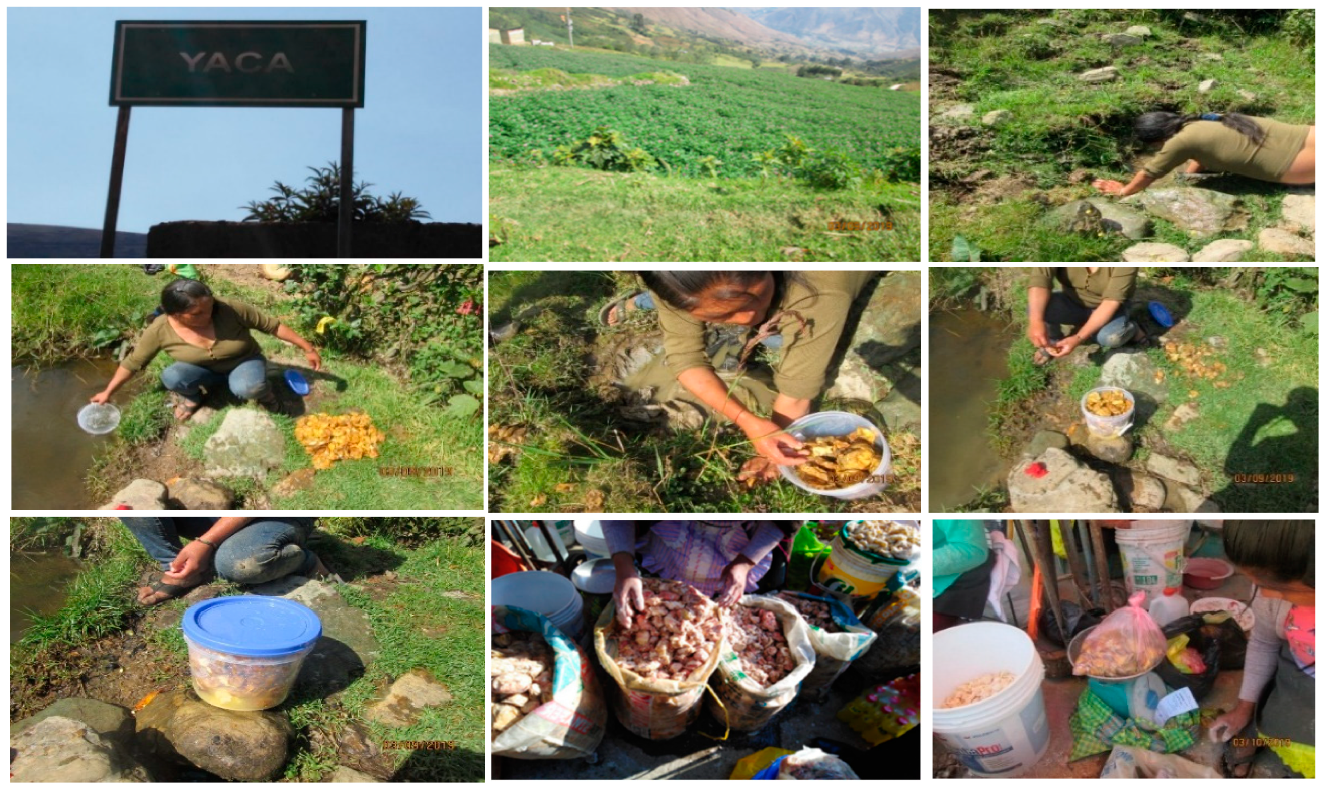 Foods 09 00719 g001 Foods 09 00719 g001