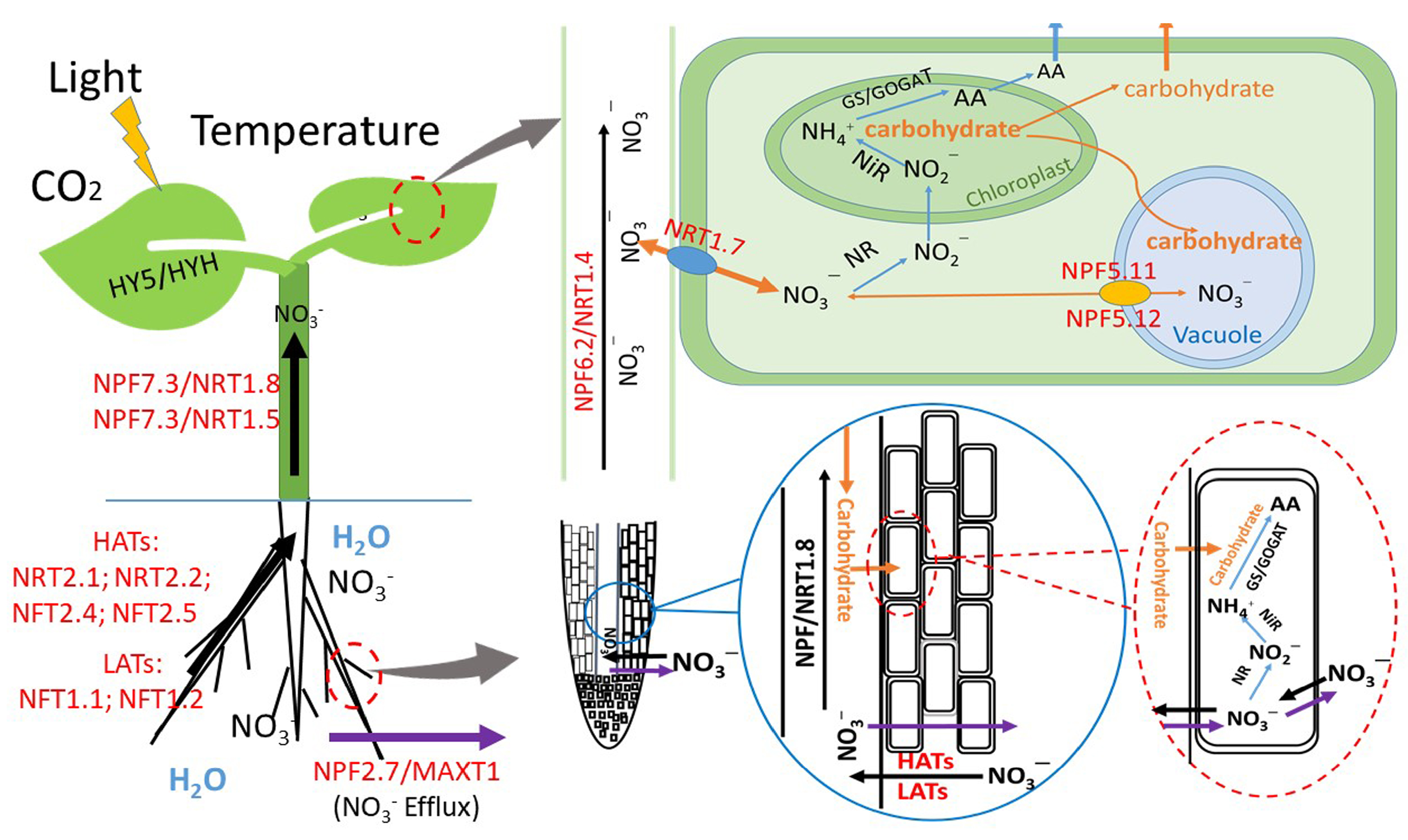 Foods 09 00732 g001 Foods 09 00732 g001