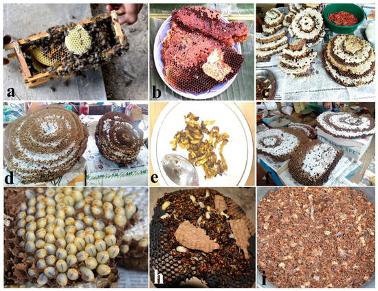 Foods Free Full Text Traditional Knowledge Of The Utilization Of Edible Insects In Nagaland North East India Html Foods Free Full Text Traditional Knowledge Of The Utilization Of Edible Insects In Nagaland North East India Html