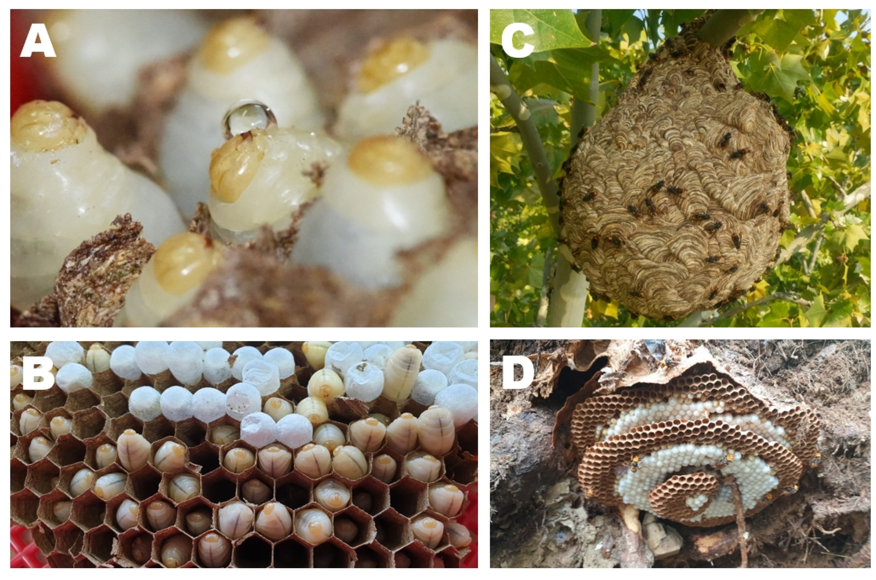 Foods | Free Full-Text | Nutritional Value of the Larvae of the Alien  Invasive Wasp Vespa velutina nigrithorax and Amino Acid Composition of the  Larval Saliva